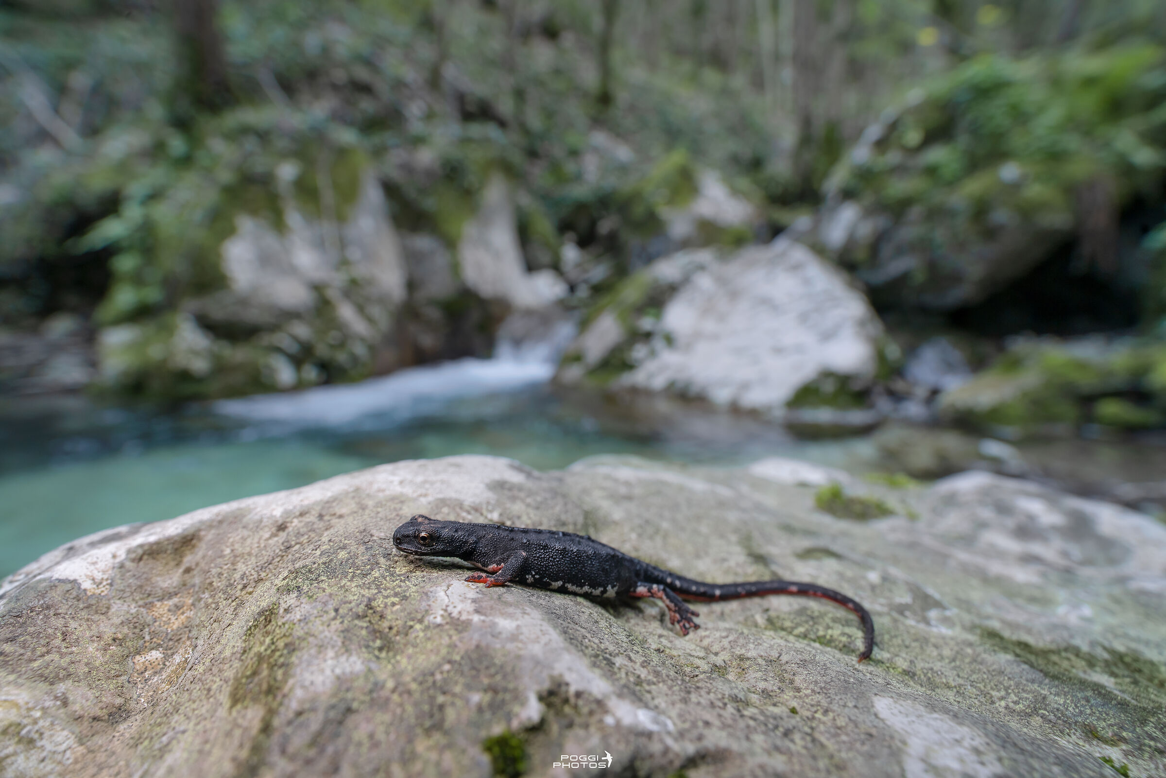 Salamandrina dagli occhiali settentrionale