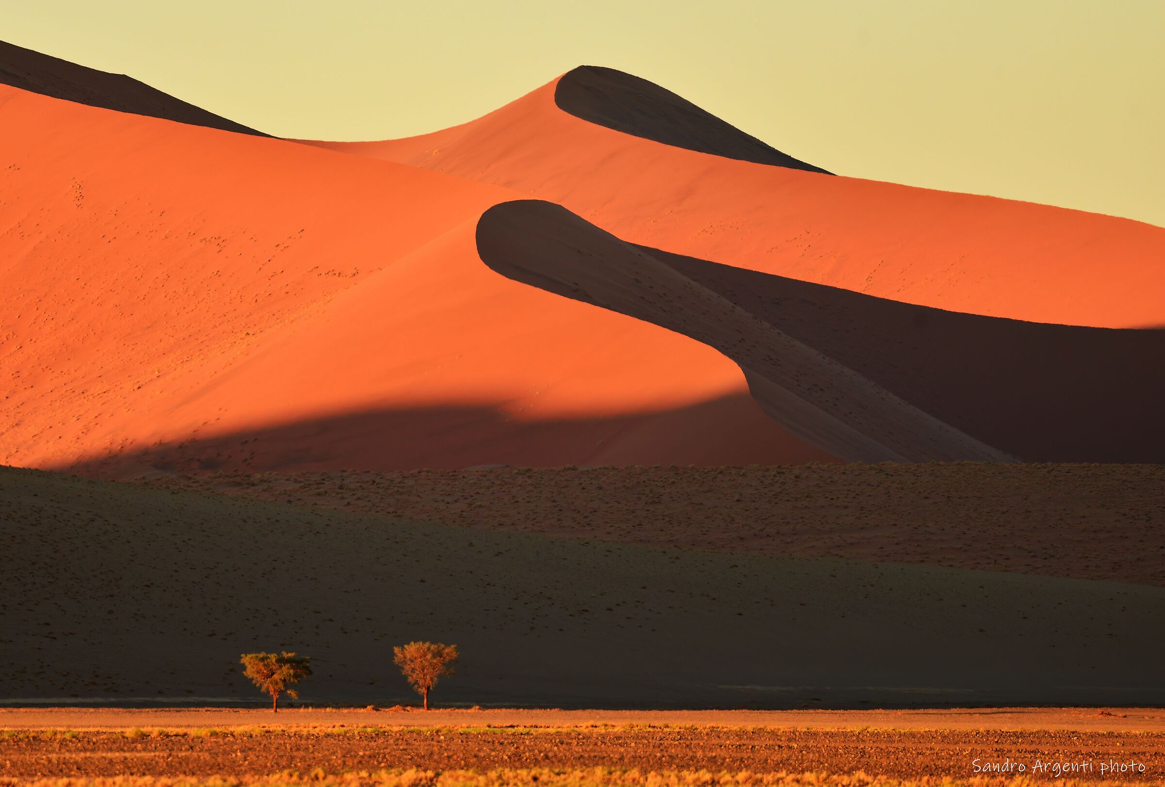 La luce del tramonto colora alberi e dune.