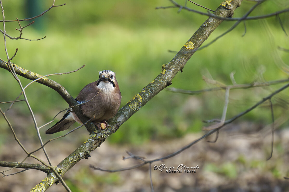 Ghiandaia (Garrulus glandarius)
