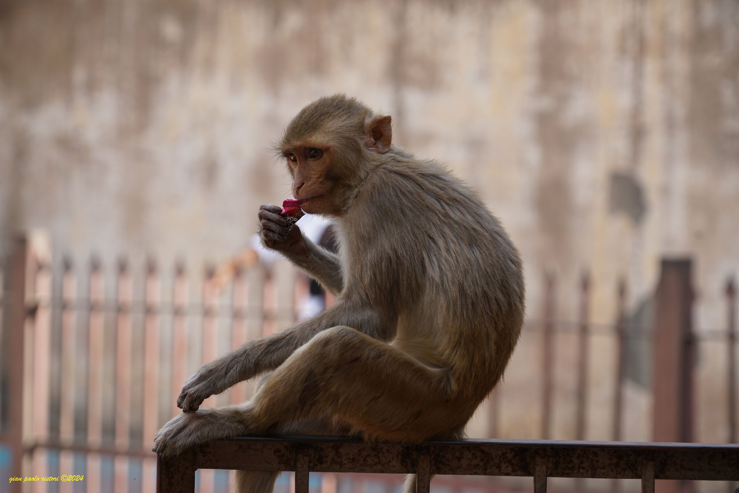 Tempio di Galta "delle scimmie"