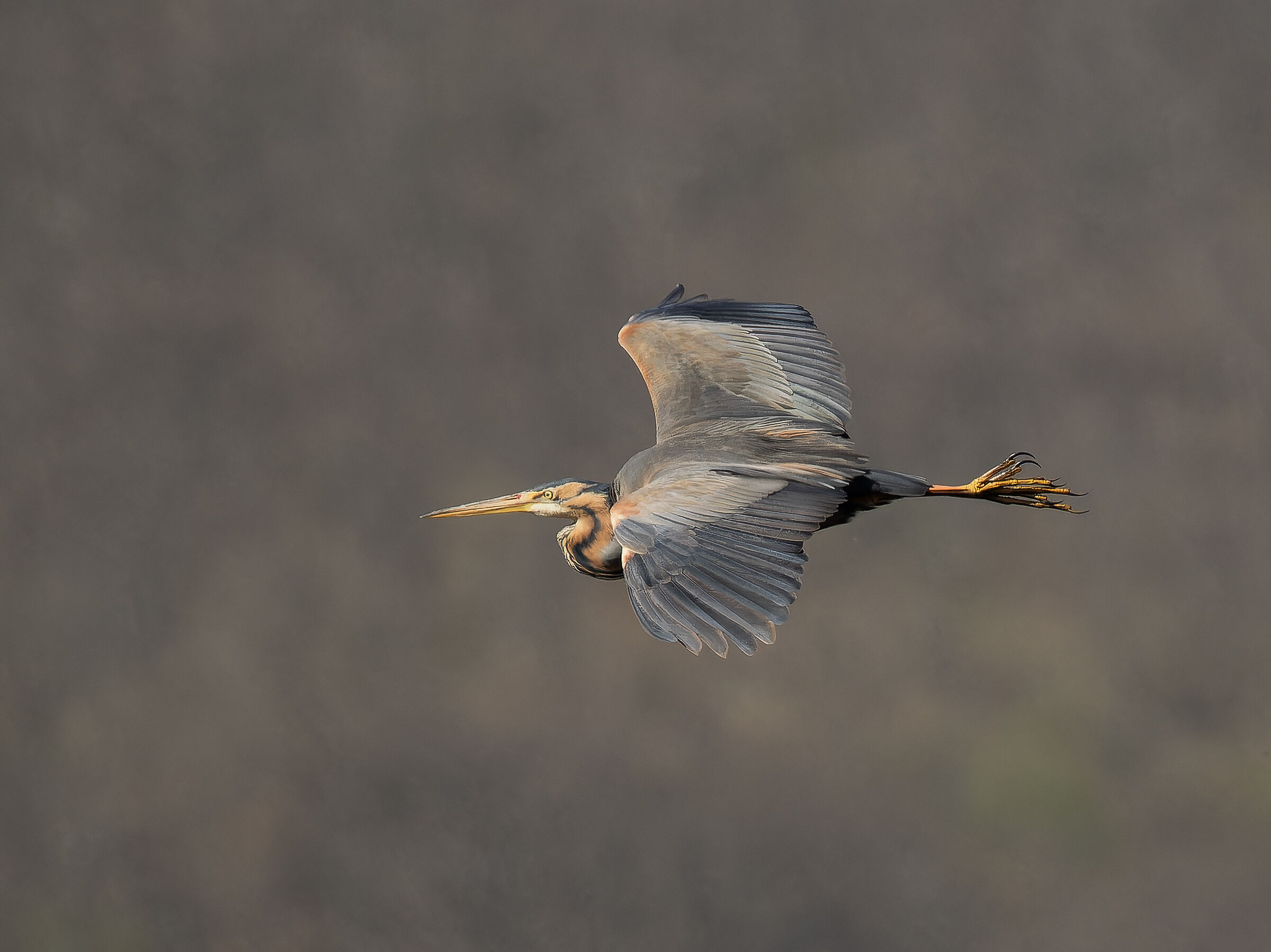 Purple heron