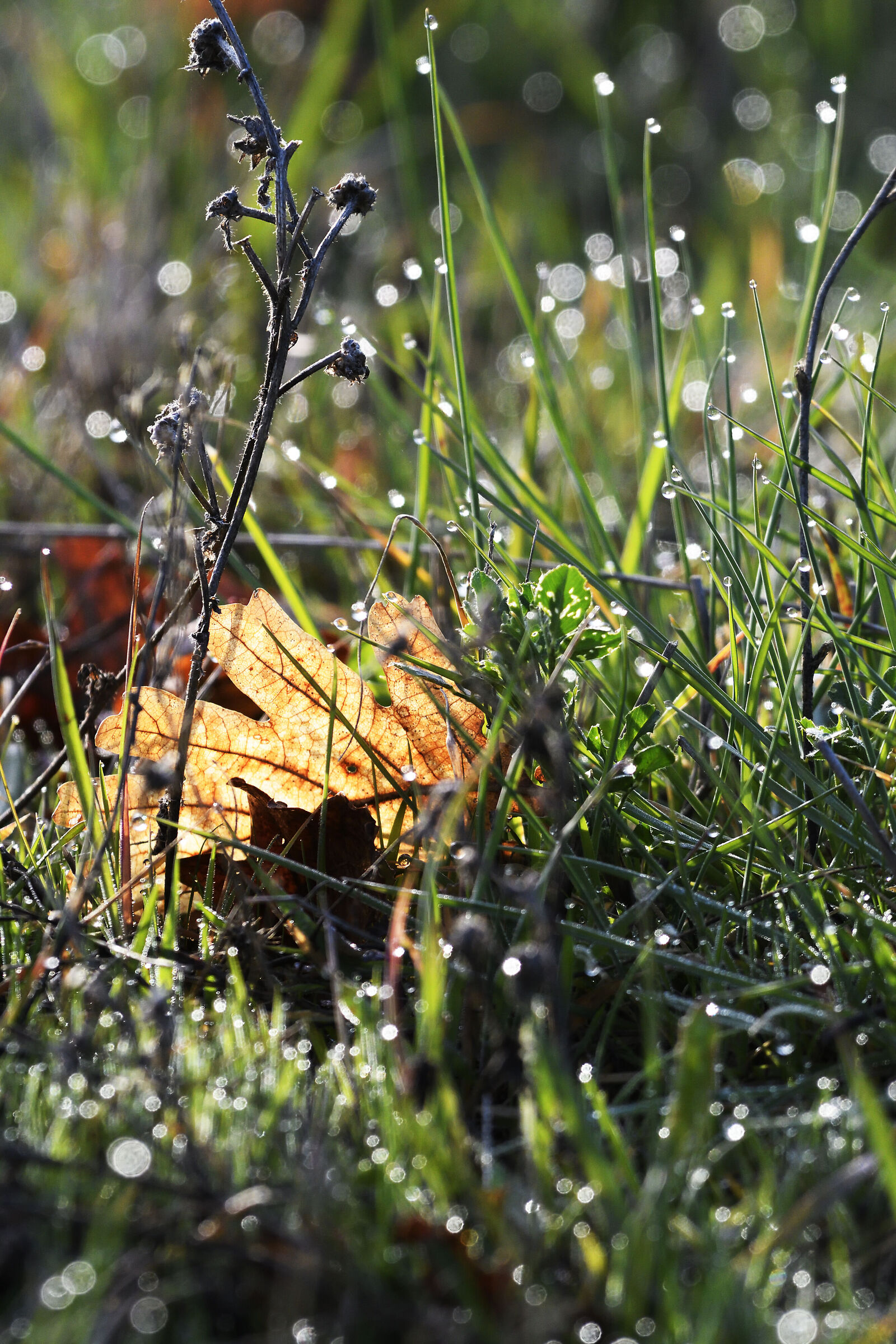 Dew, dawn and backlight