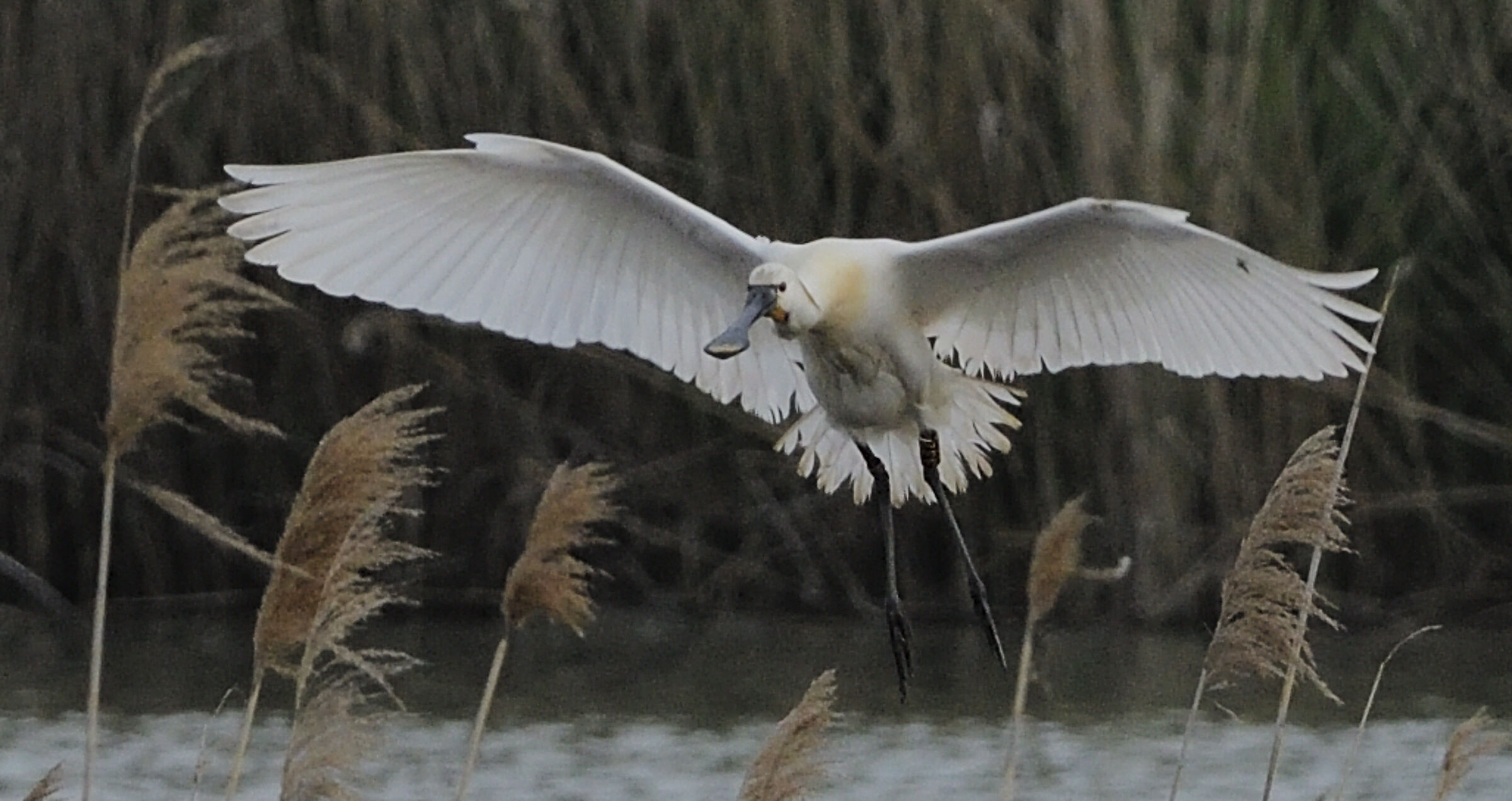 Spatula on the way to the nest