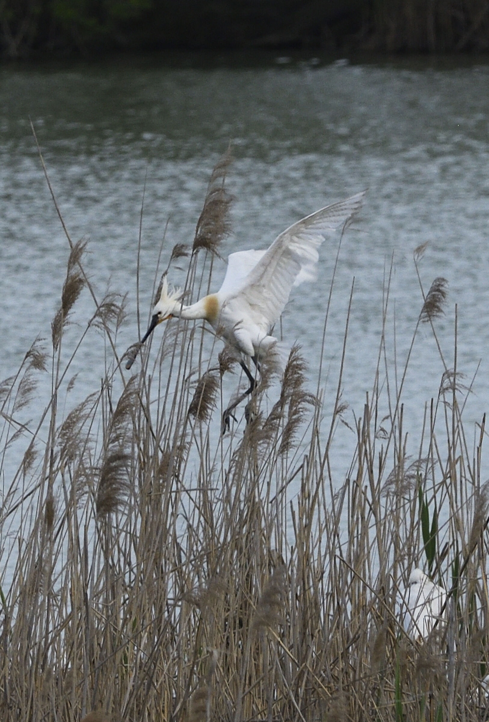 Spatula landing on the nest