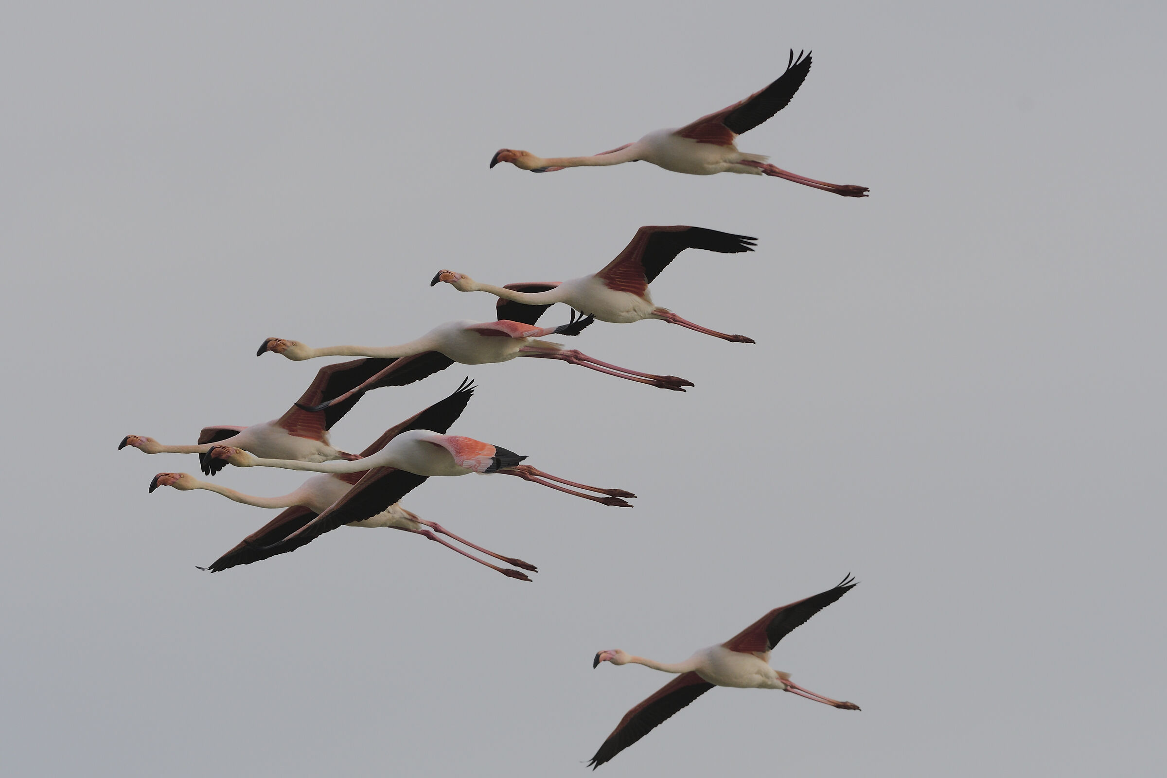 Flamingos in formation