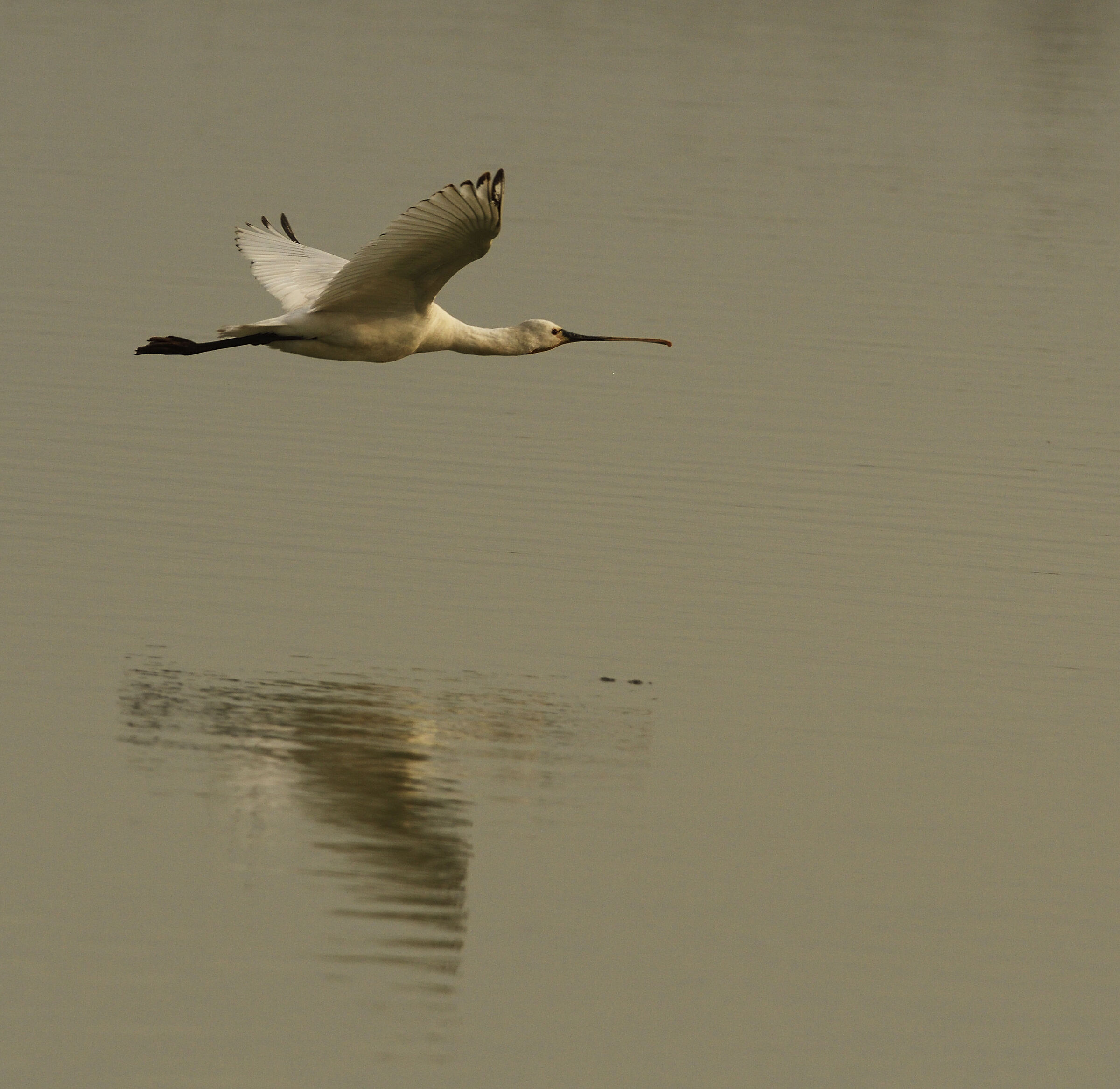 Spatola radente sull'acqua