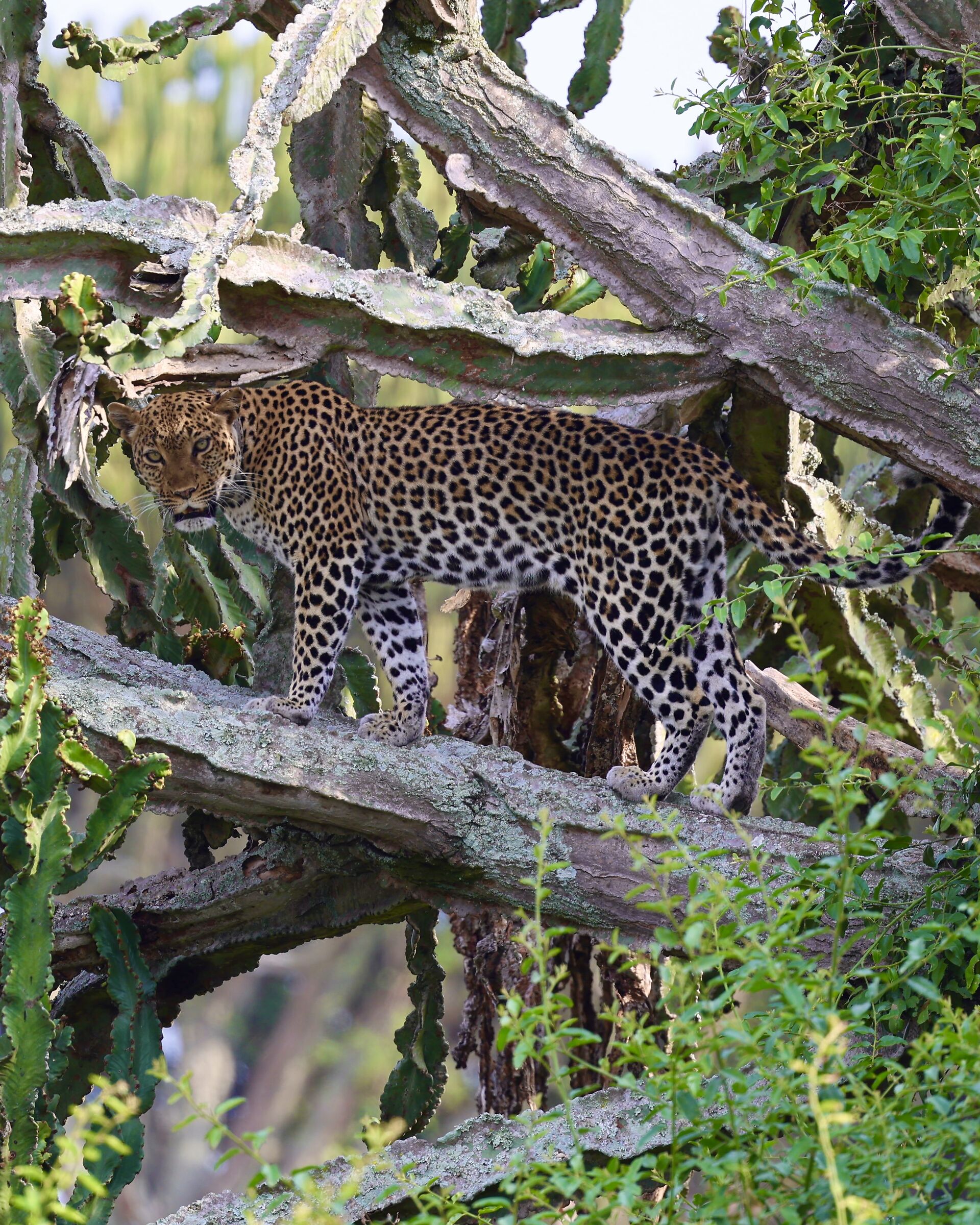 Leopard