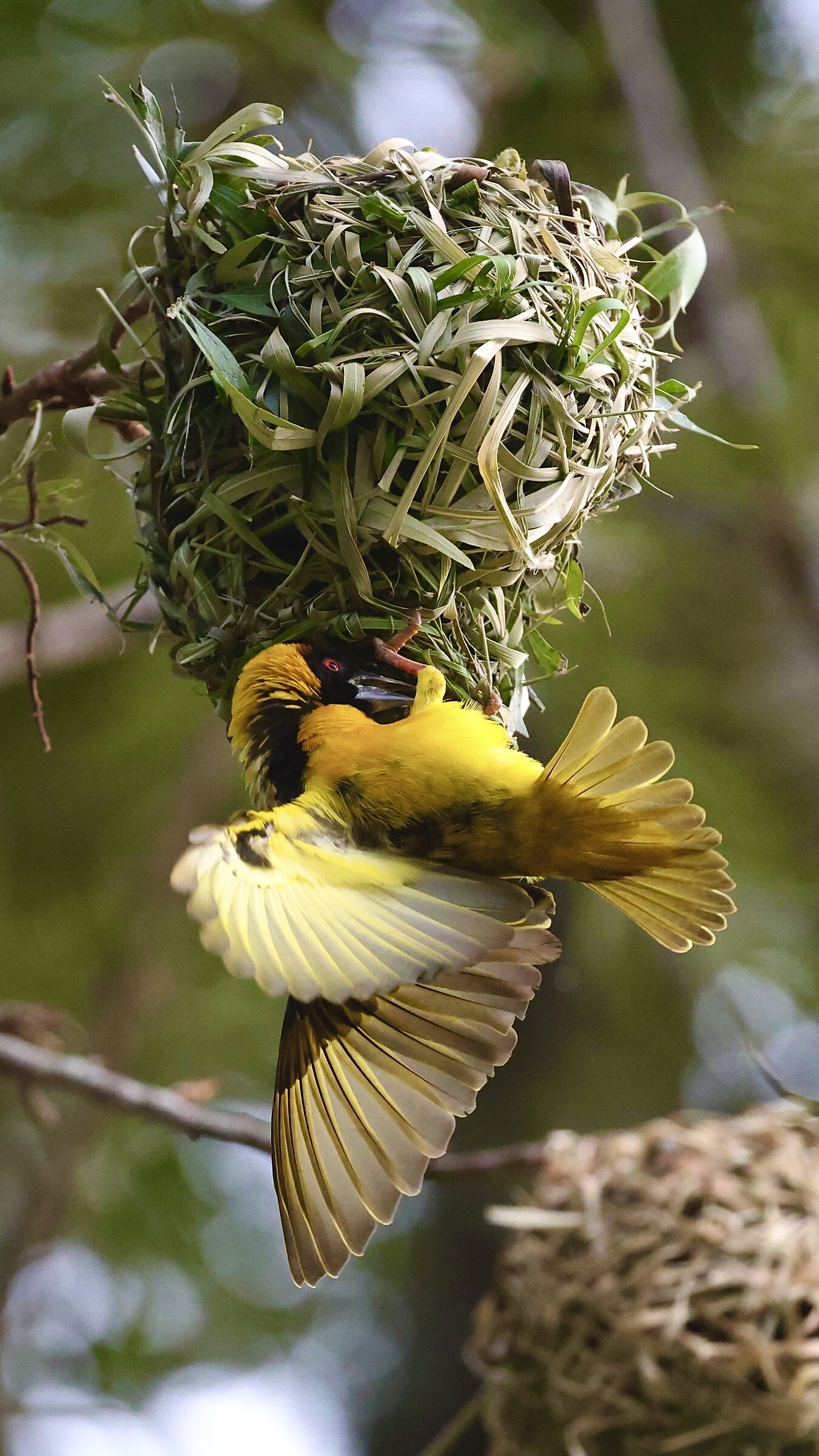 Weaver