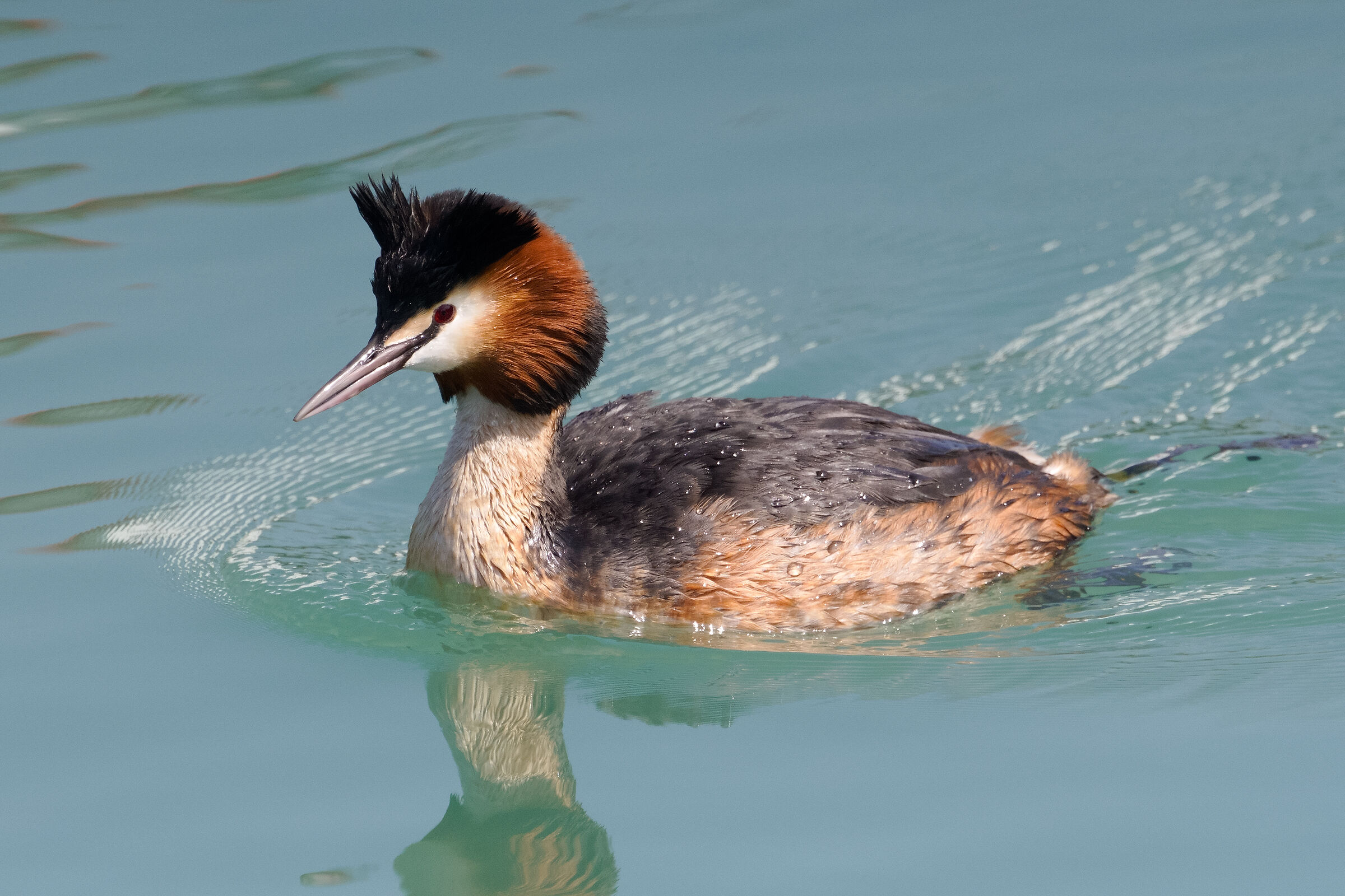 grebe