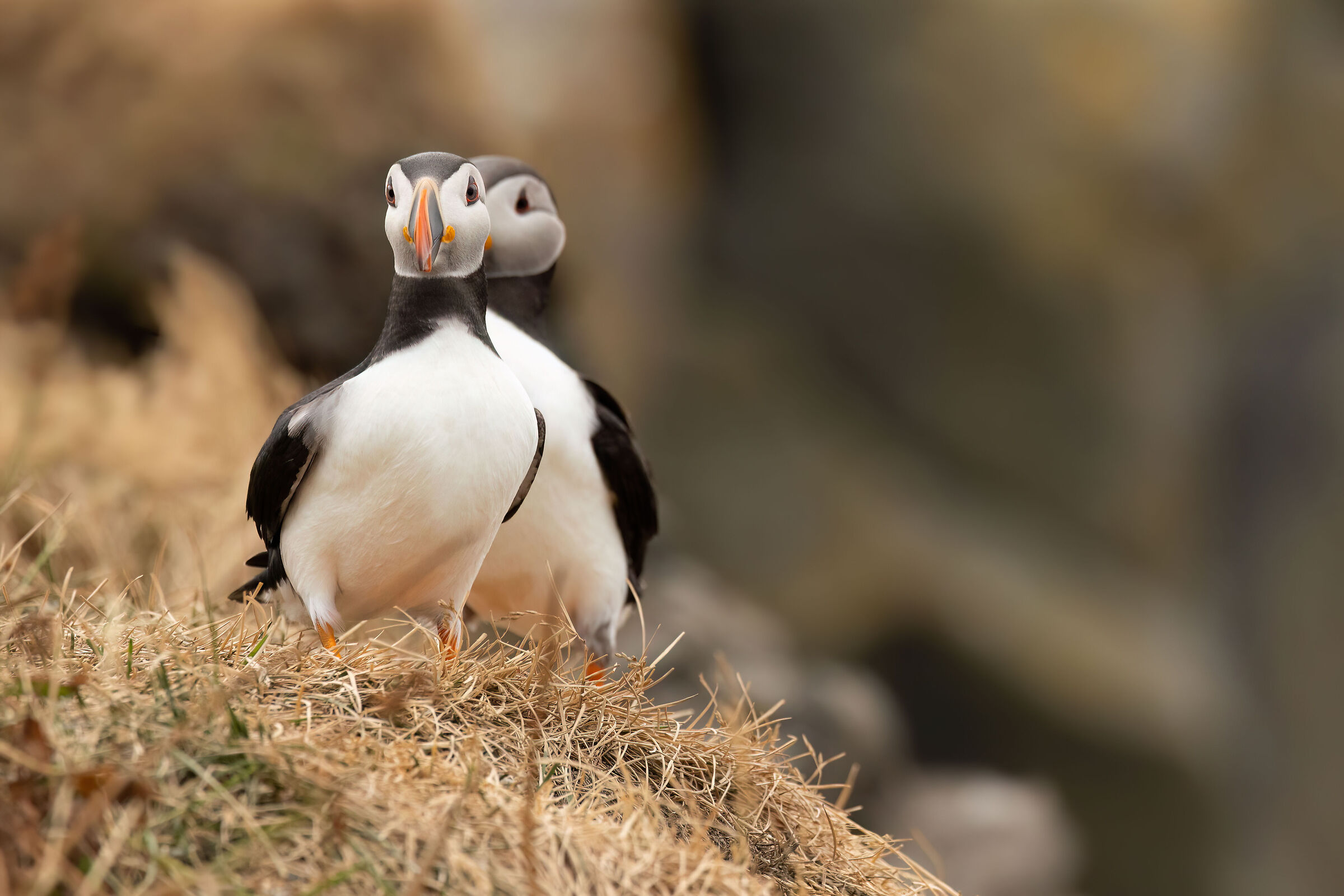 The Couple of Puffins