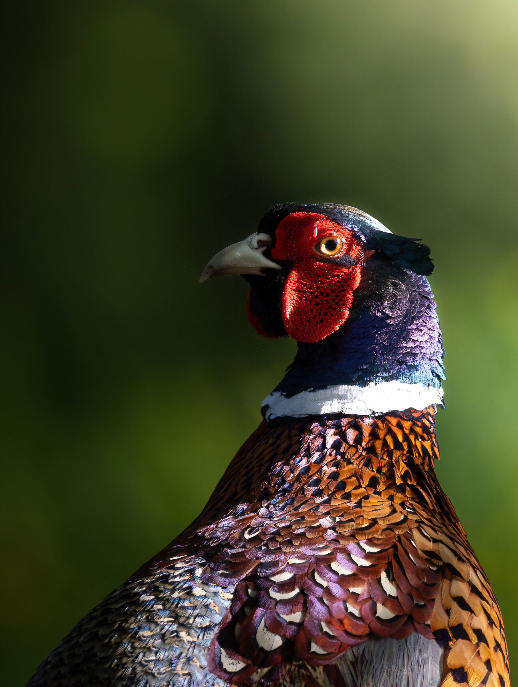 Pheasant in the shade of the grove
