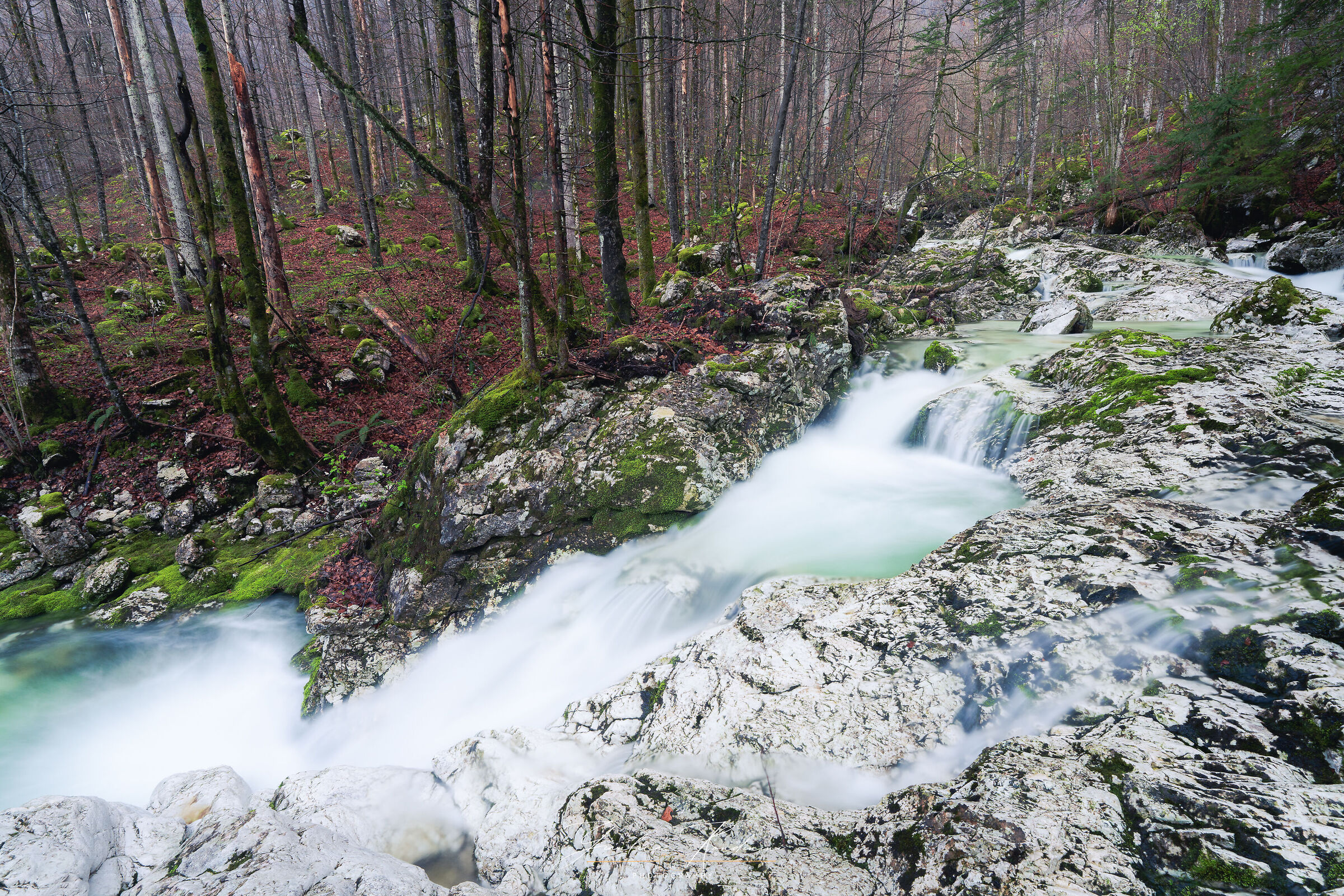 Boschi nei dintorni di Bohinj, Slovenia