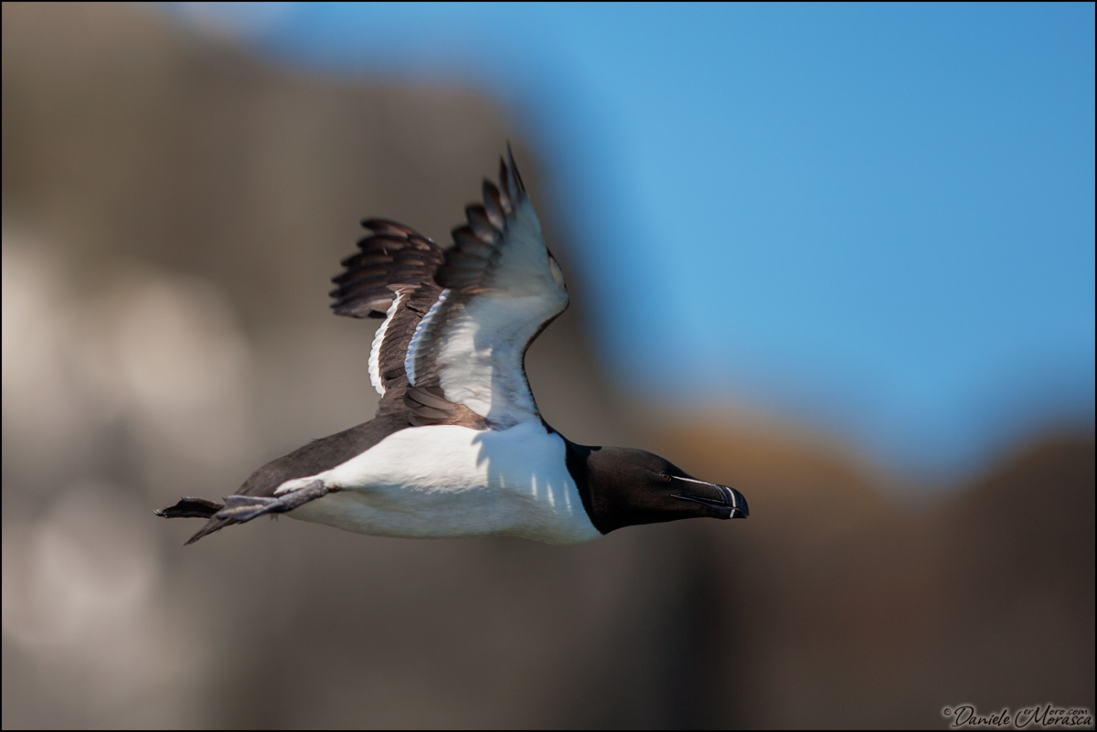 Razorbill (Alca Torda) in flight