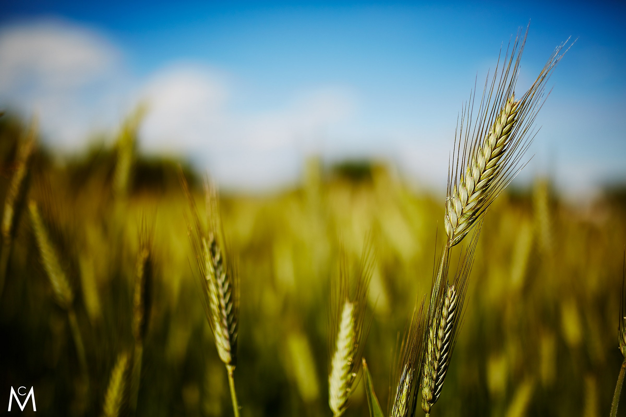 Hard light and wheat