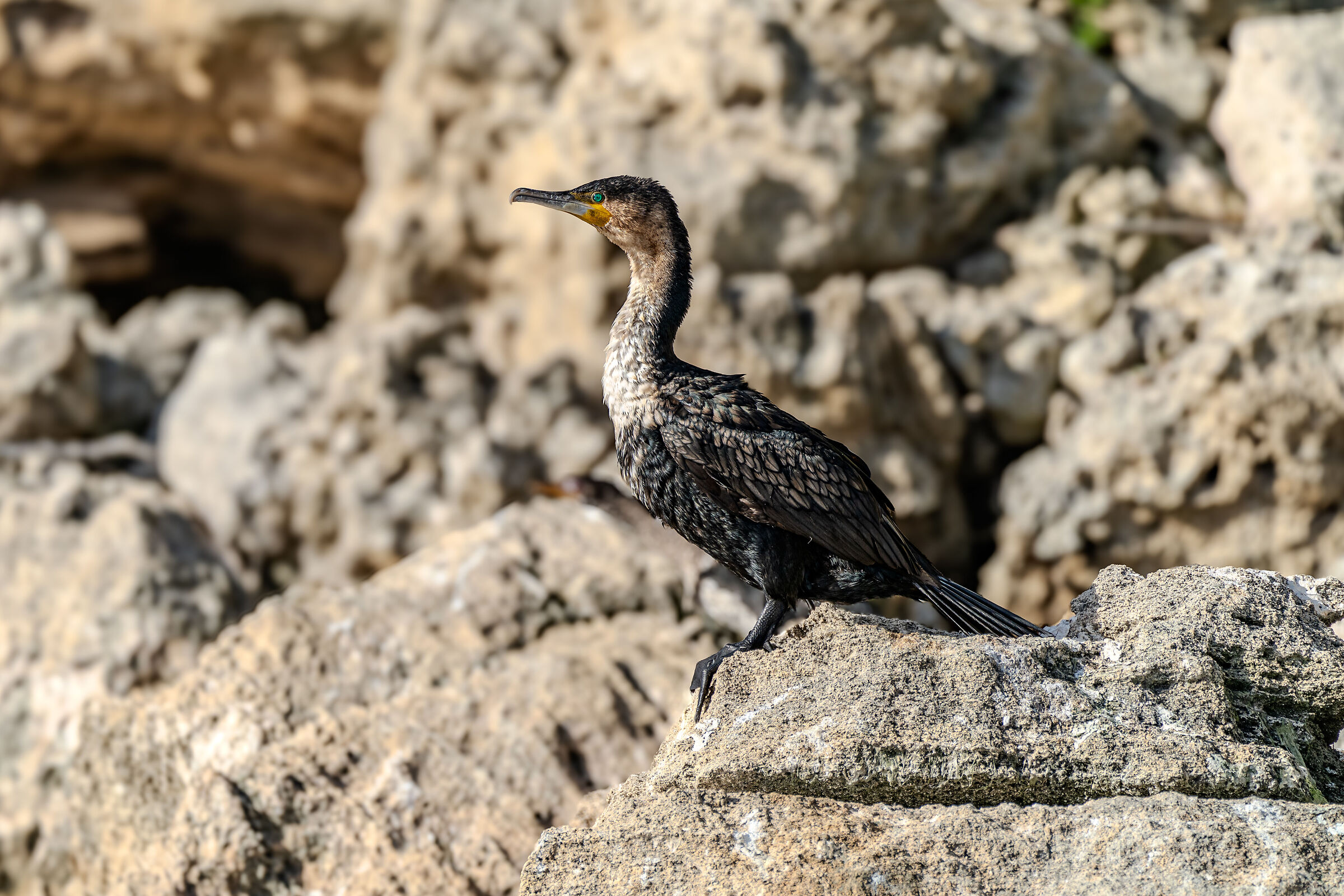Cormorano sudafricano