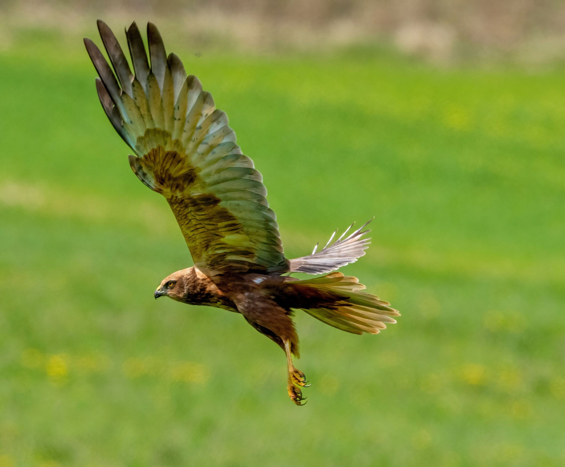 Falco di palude (Circus aeruginosus)