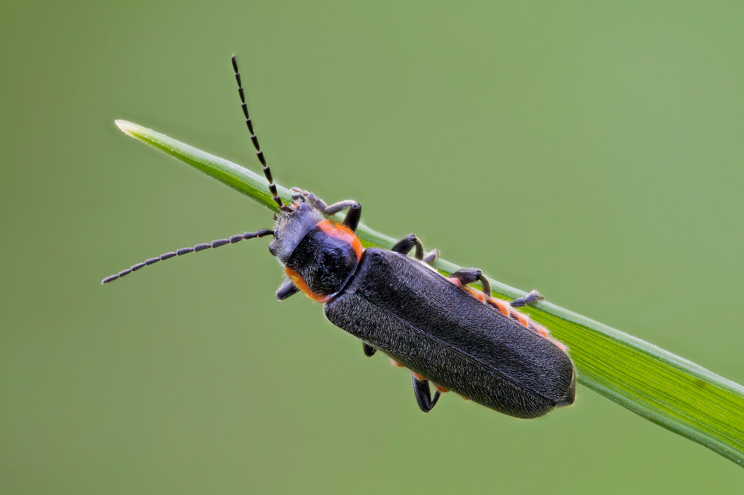 Cantharis sp. z o.o.