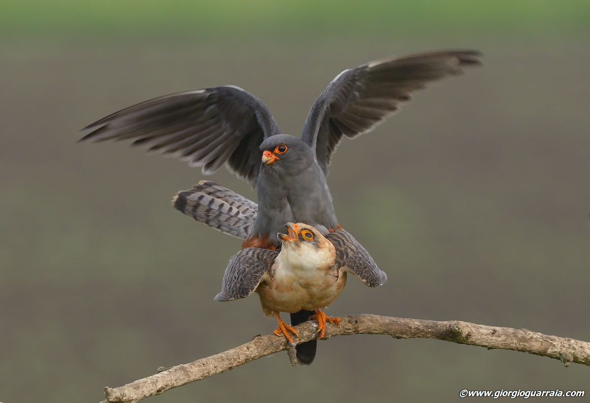 La stagione dell'amore (3)