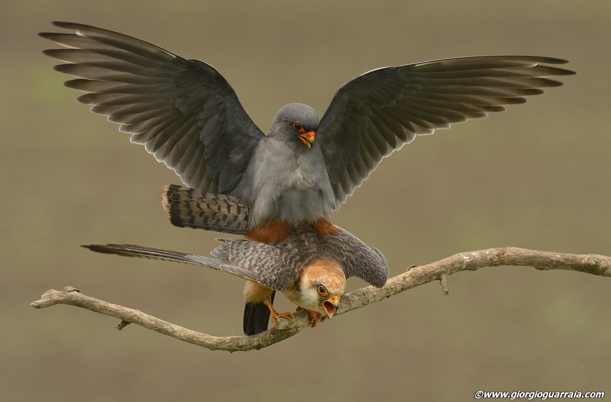 La stagione dell'amore (1)