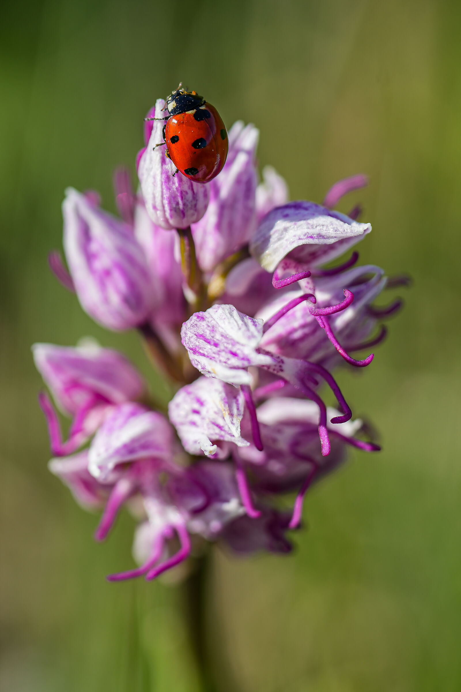 Young Orchid with Guest