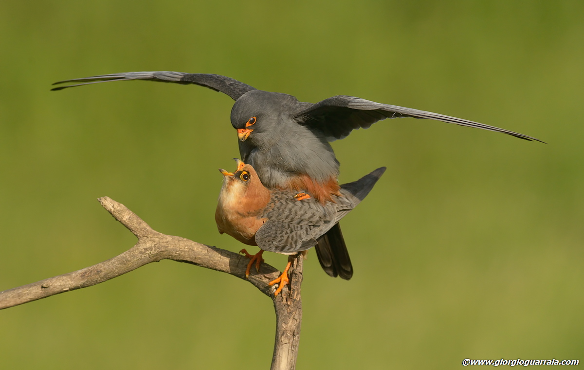 La stagione dell'amore (2)