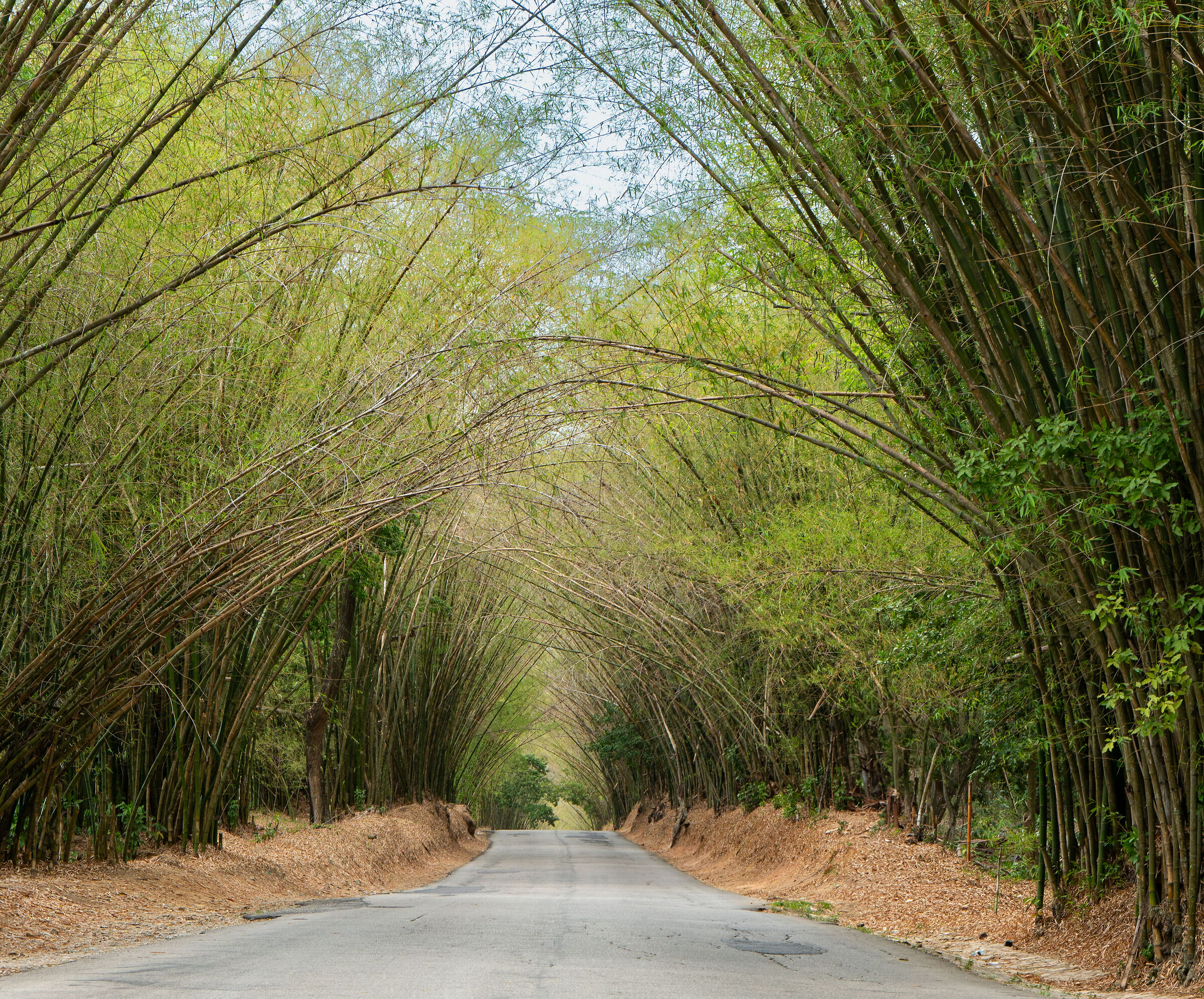 Bamboo avenue