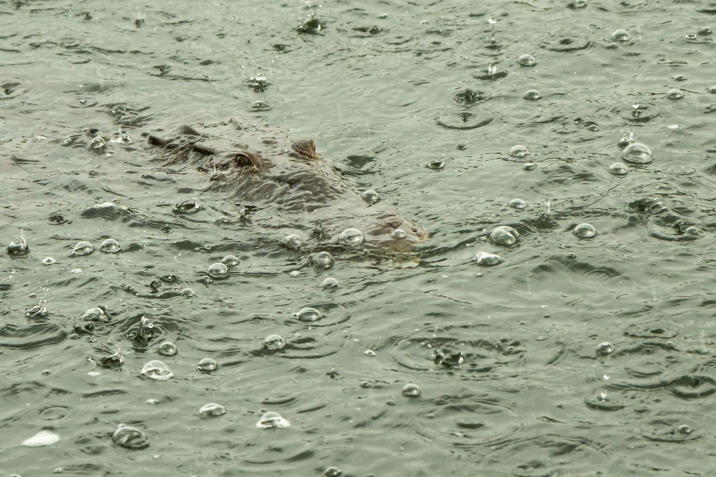 Crocodile at the surface of the water during the storm