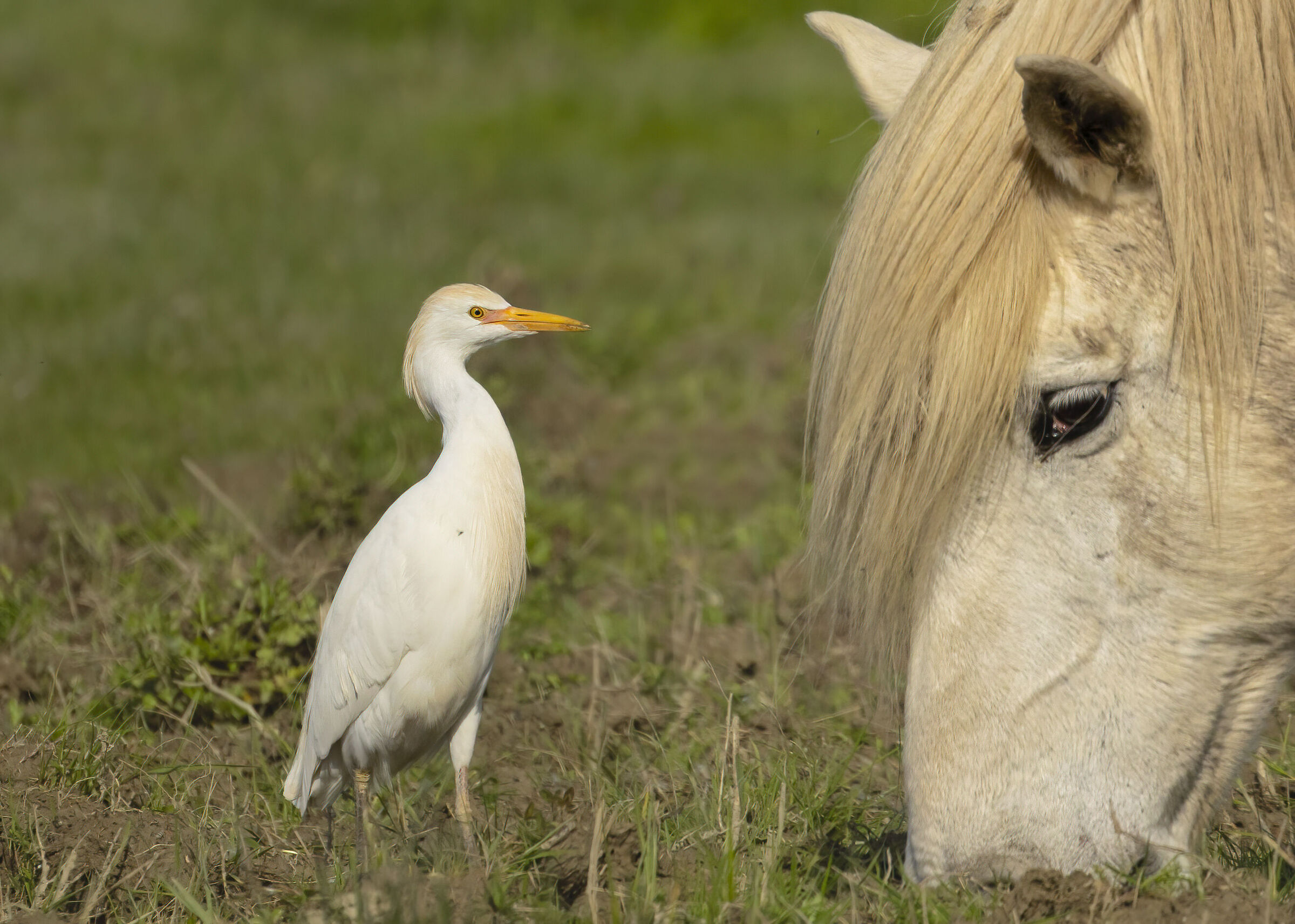 faccia a faccia, airone guardabuoi e cavallo