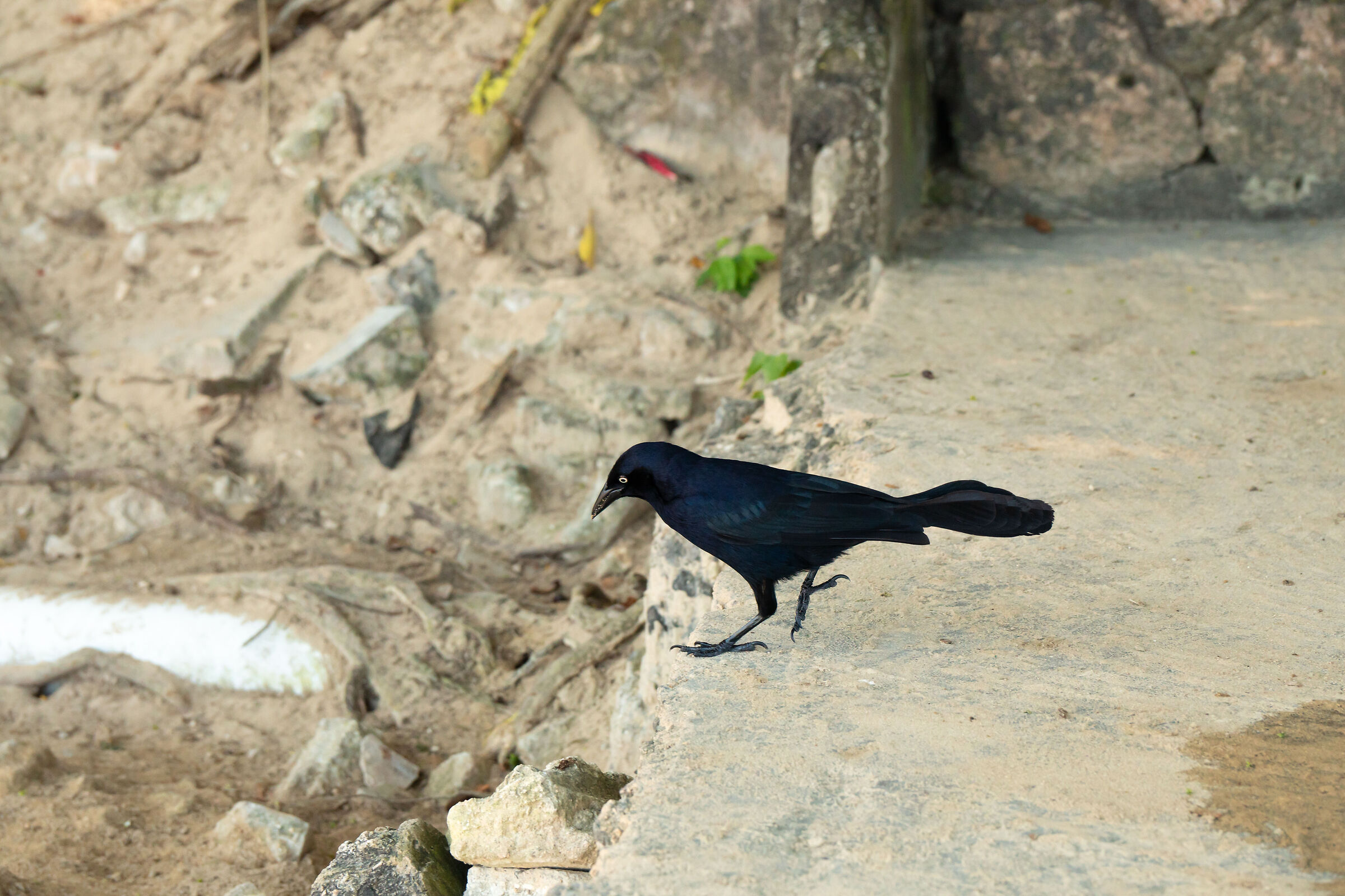 perhaps the most common bird on the island...