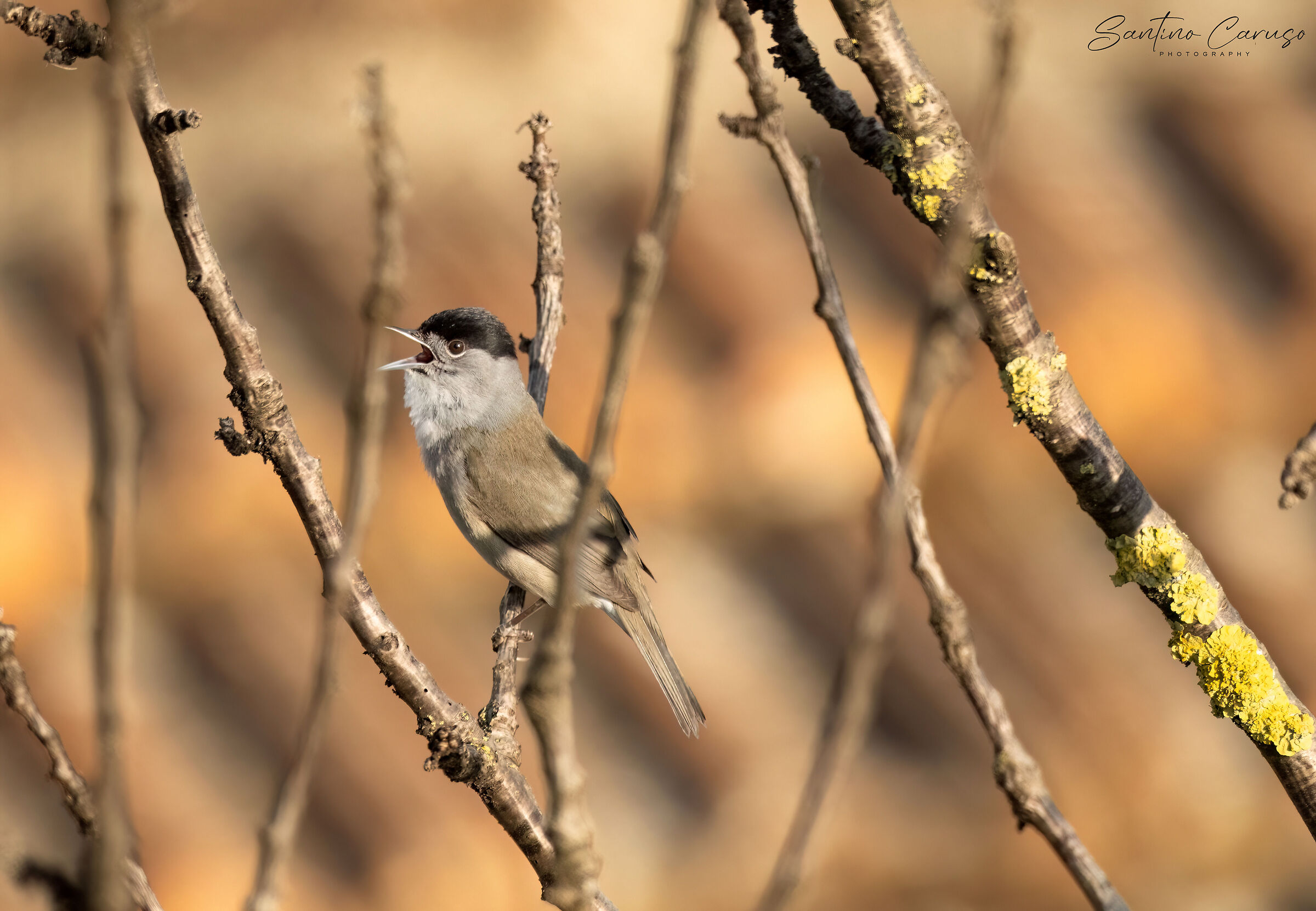 Blackcap
