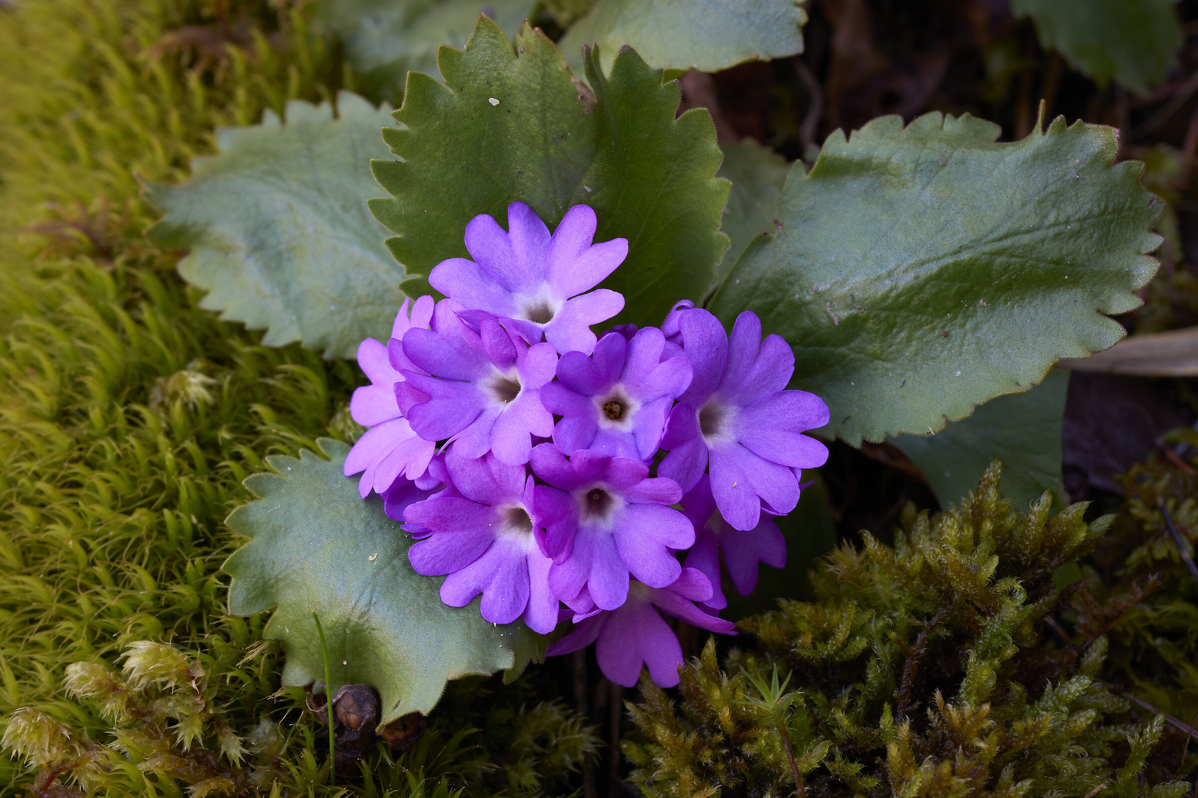 Primula irsuta