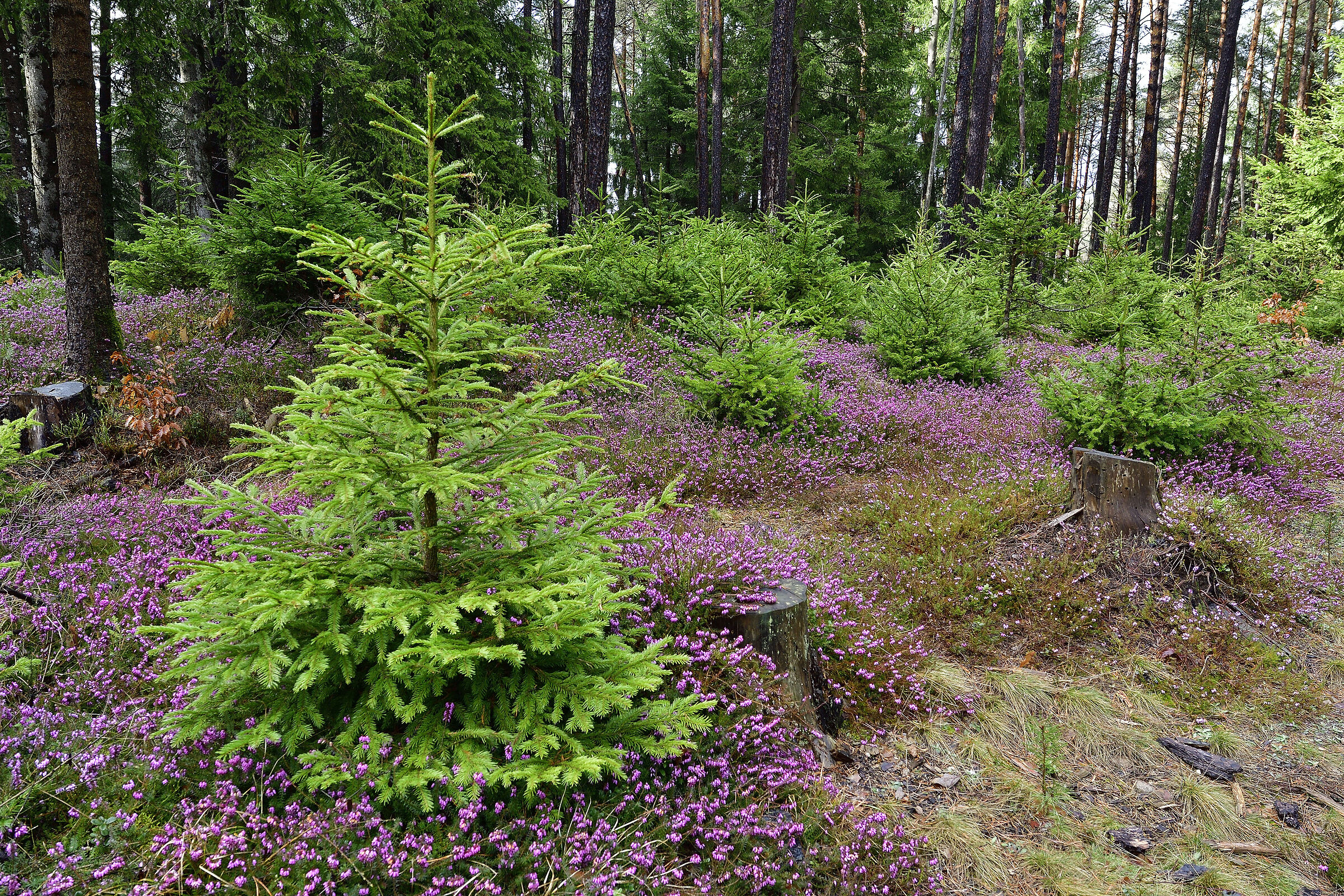 Nuovi pini crescono...