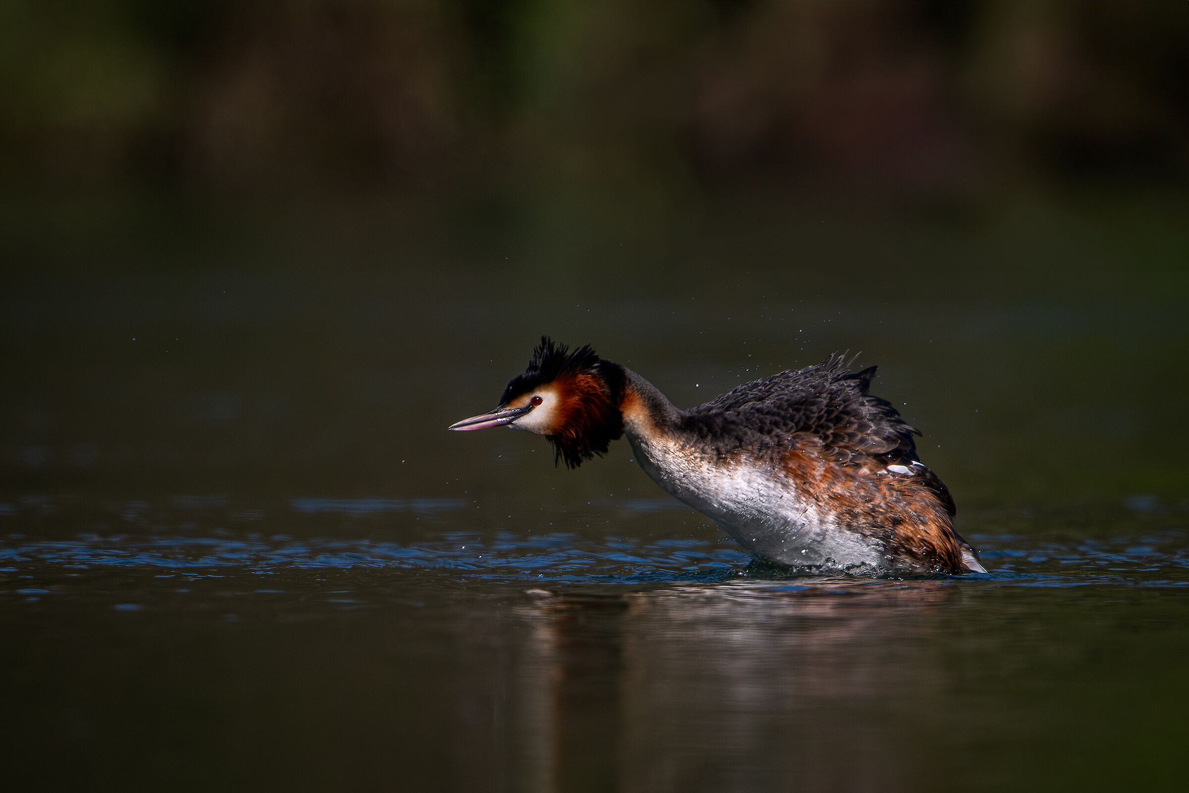 Grebe