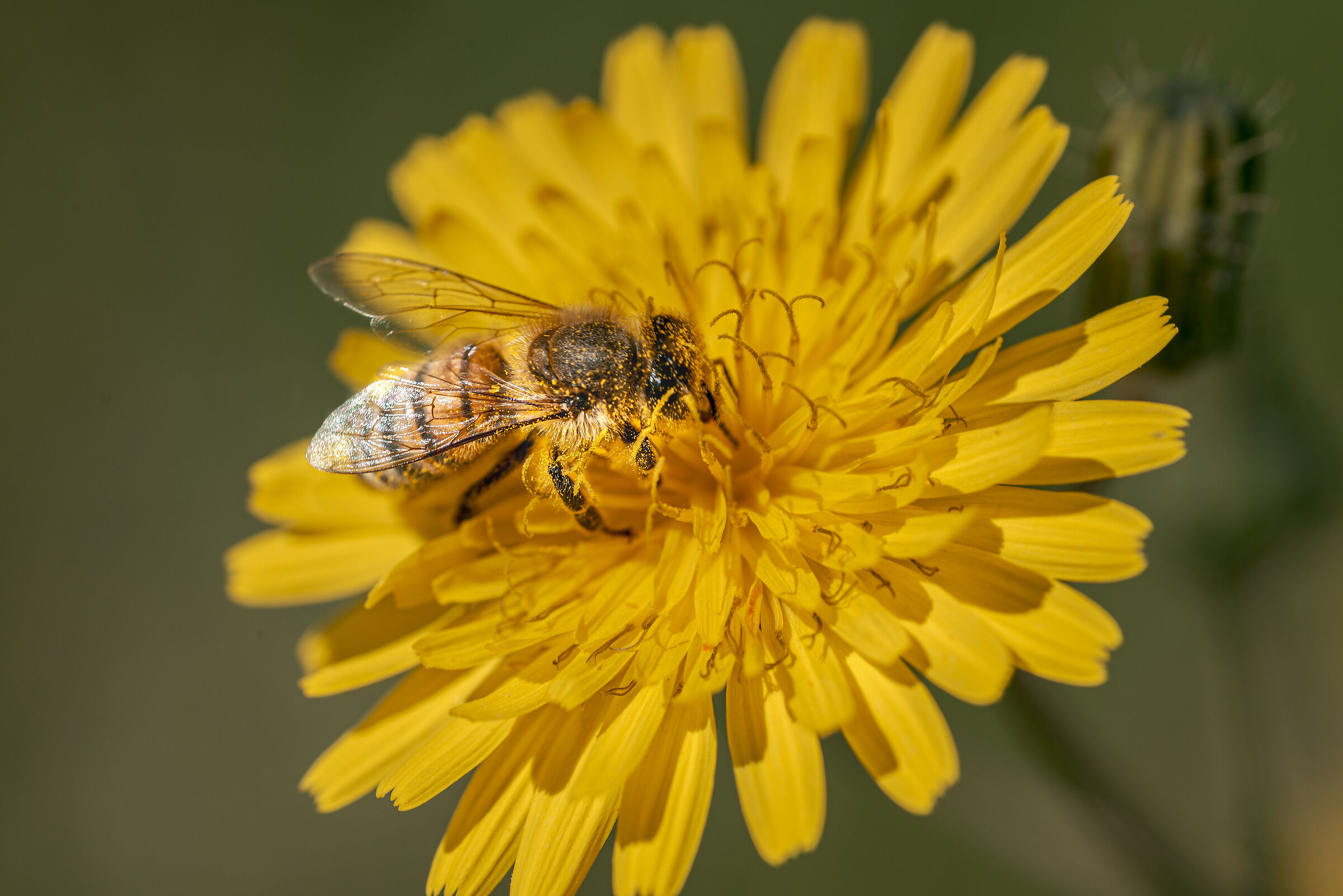 Impollinazione.