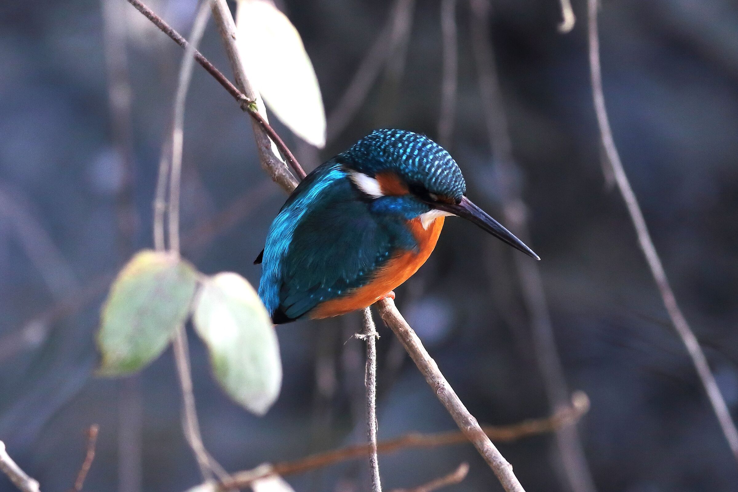 Kingfisher M 30 January 2024 - 6337