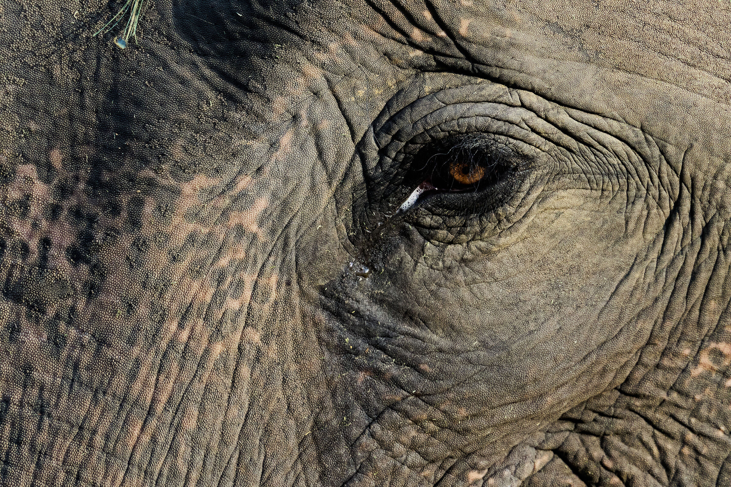Elephant (Chitwan - Nepal)