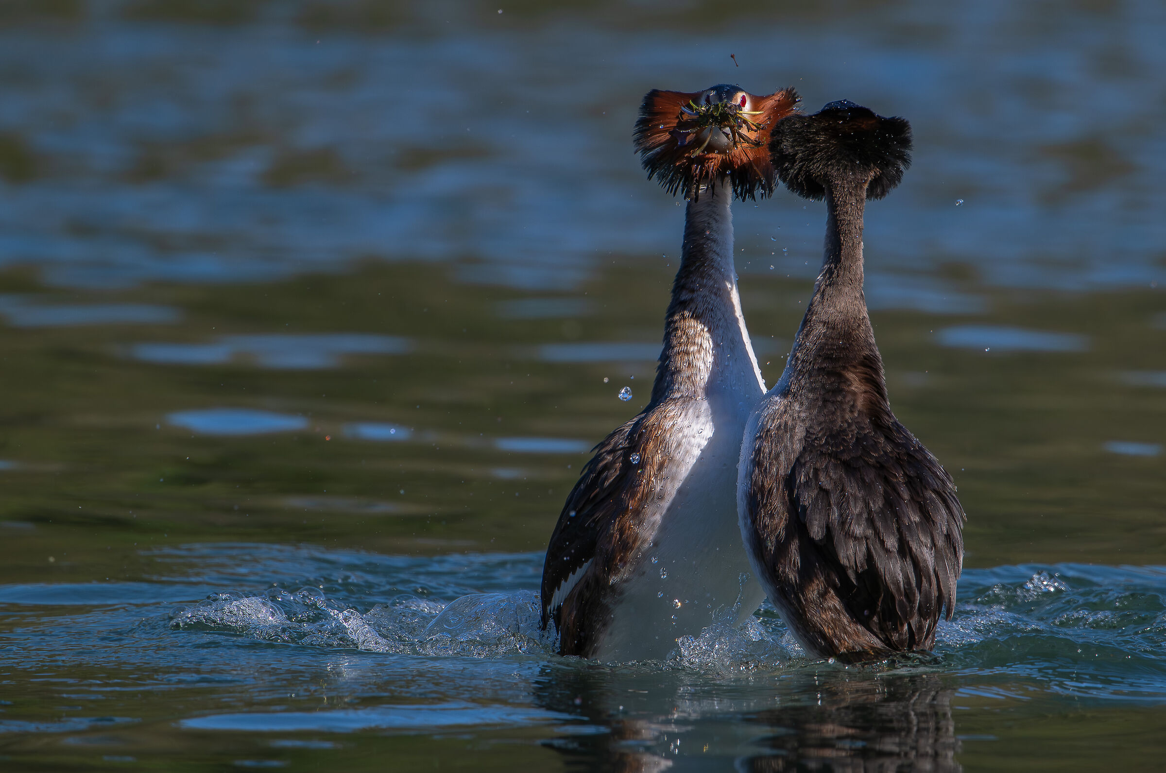 Grebes