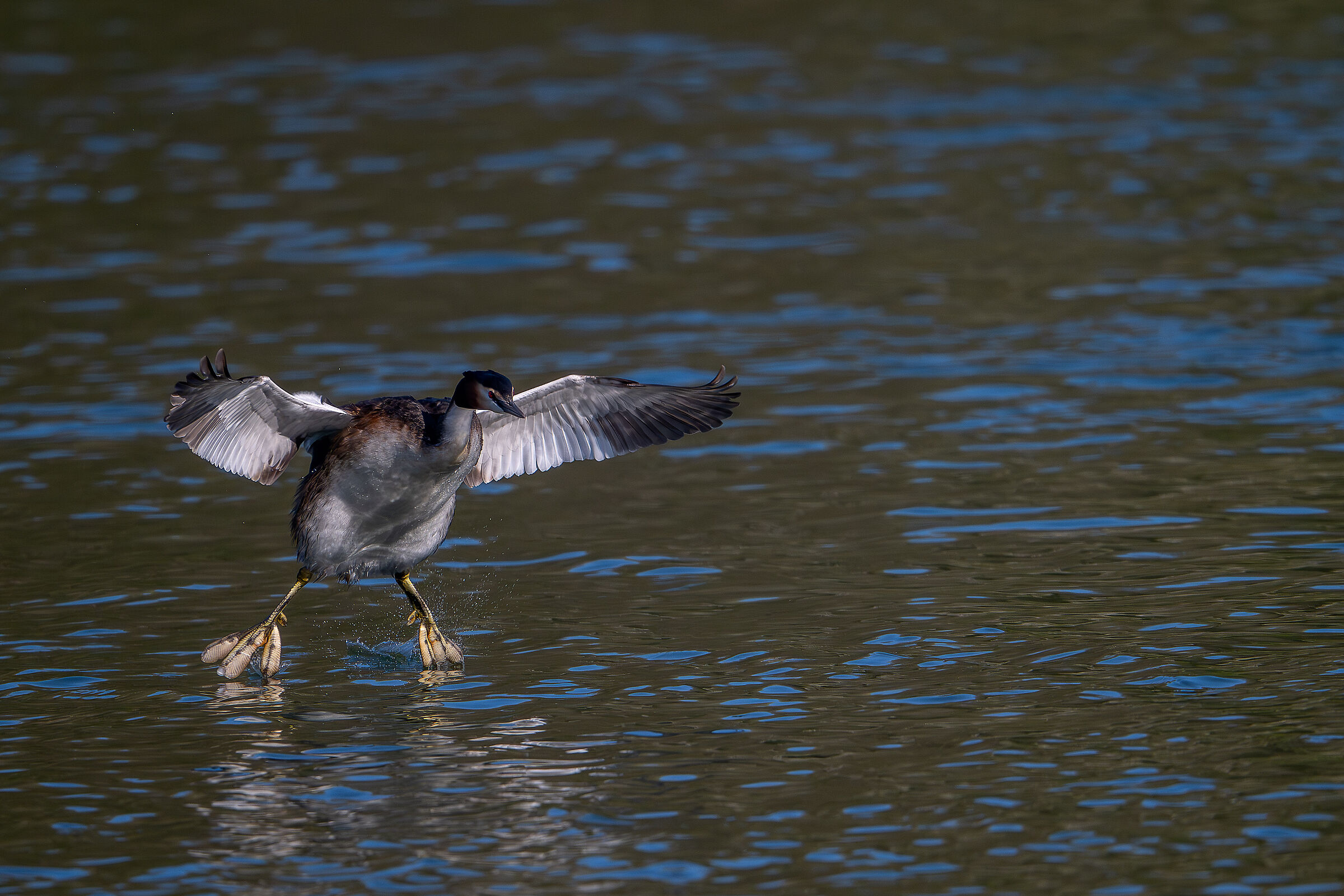 Landing Grebe