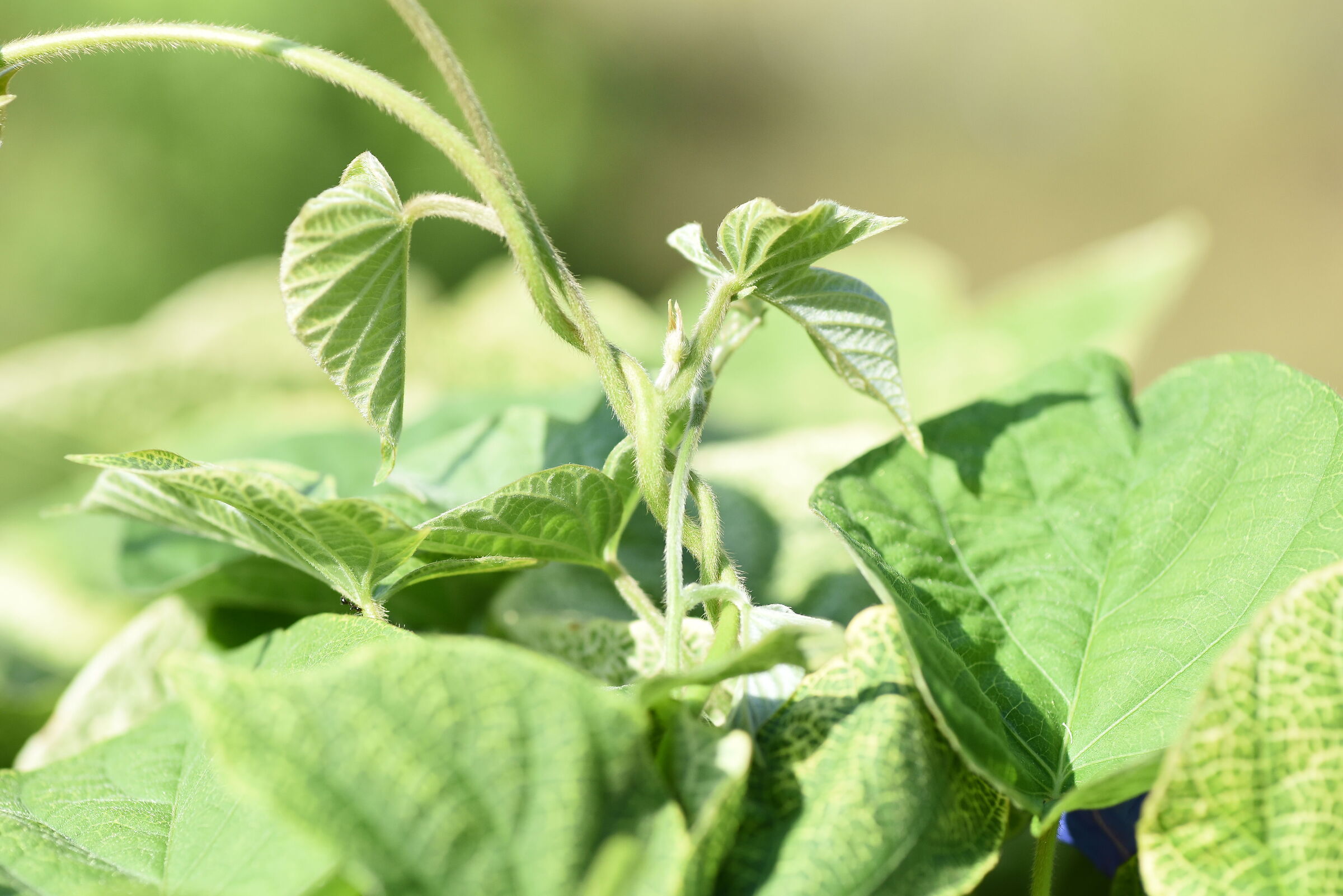 " @ 1/ 4 Mila " Tokina 100 F. 2.8 Atx-i - Nikon D ...