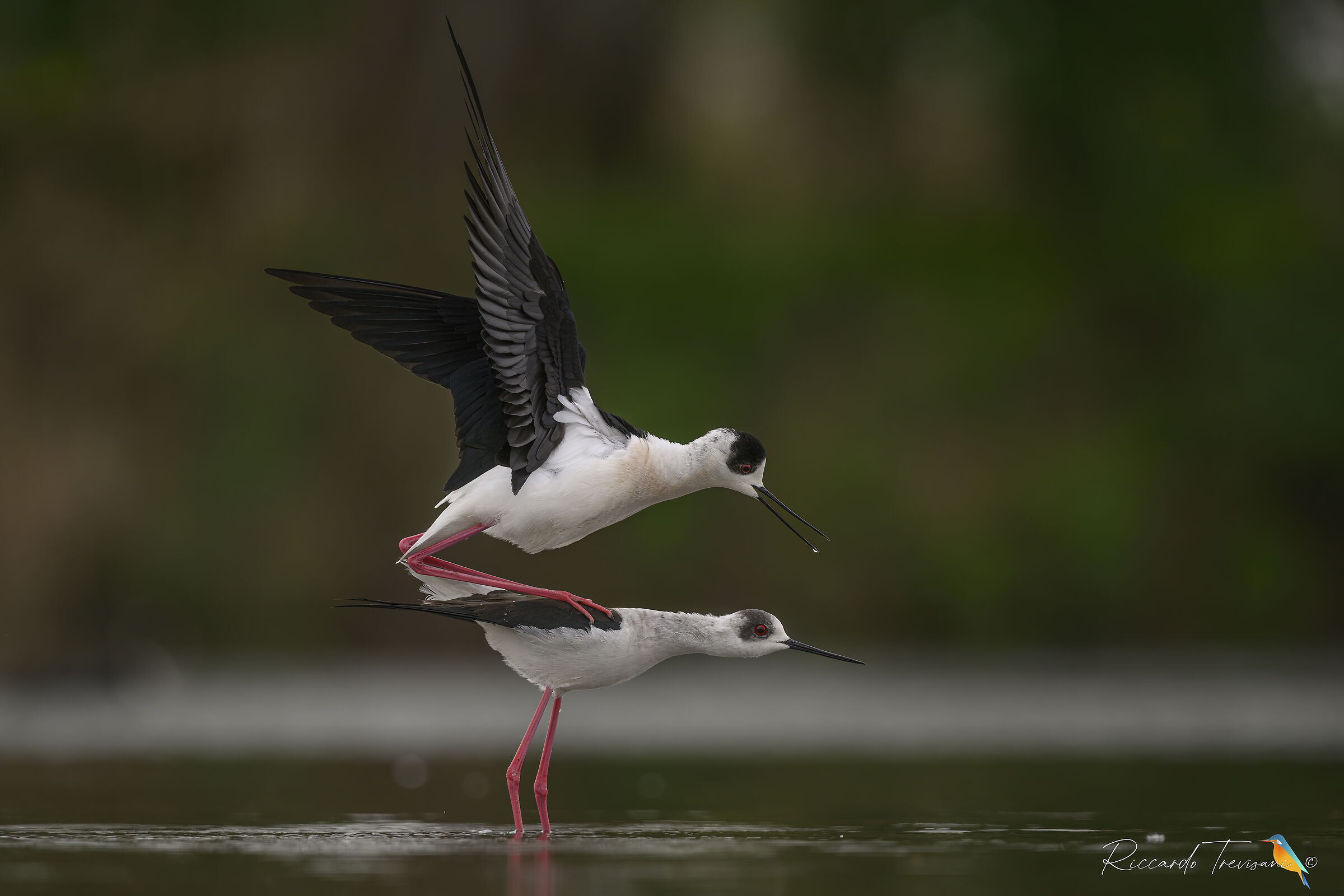 love is in the air... Knights of Italy