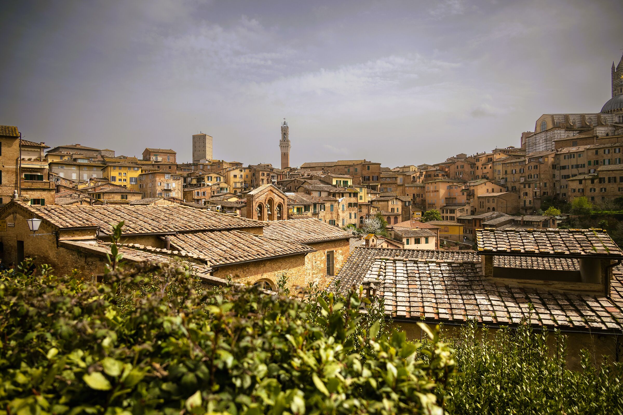 The rooftops of Siena