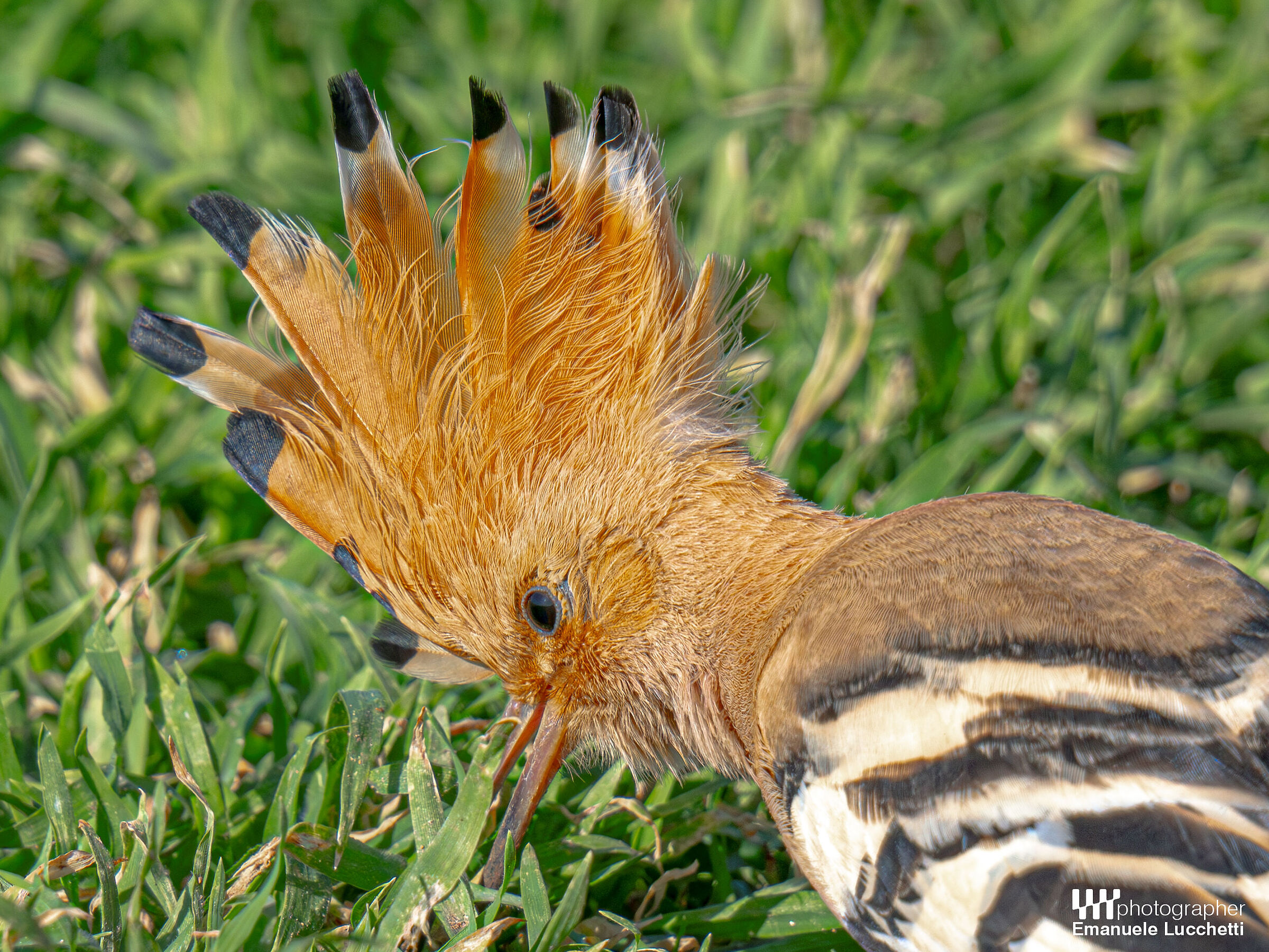 Hoopoe