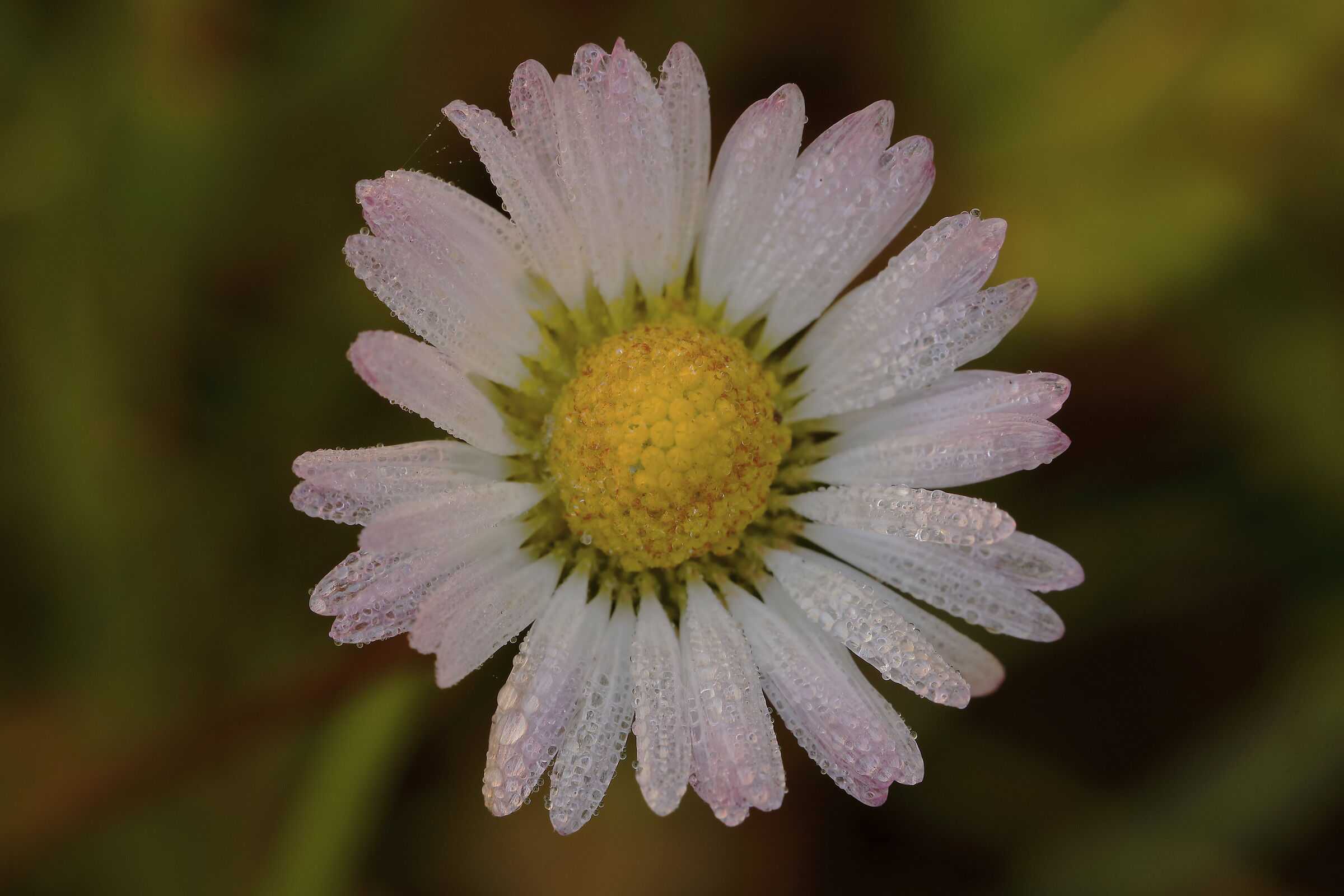 Daisy with red-edged petals