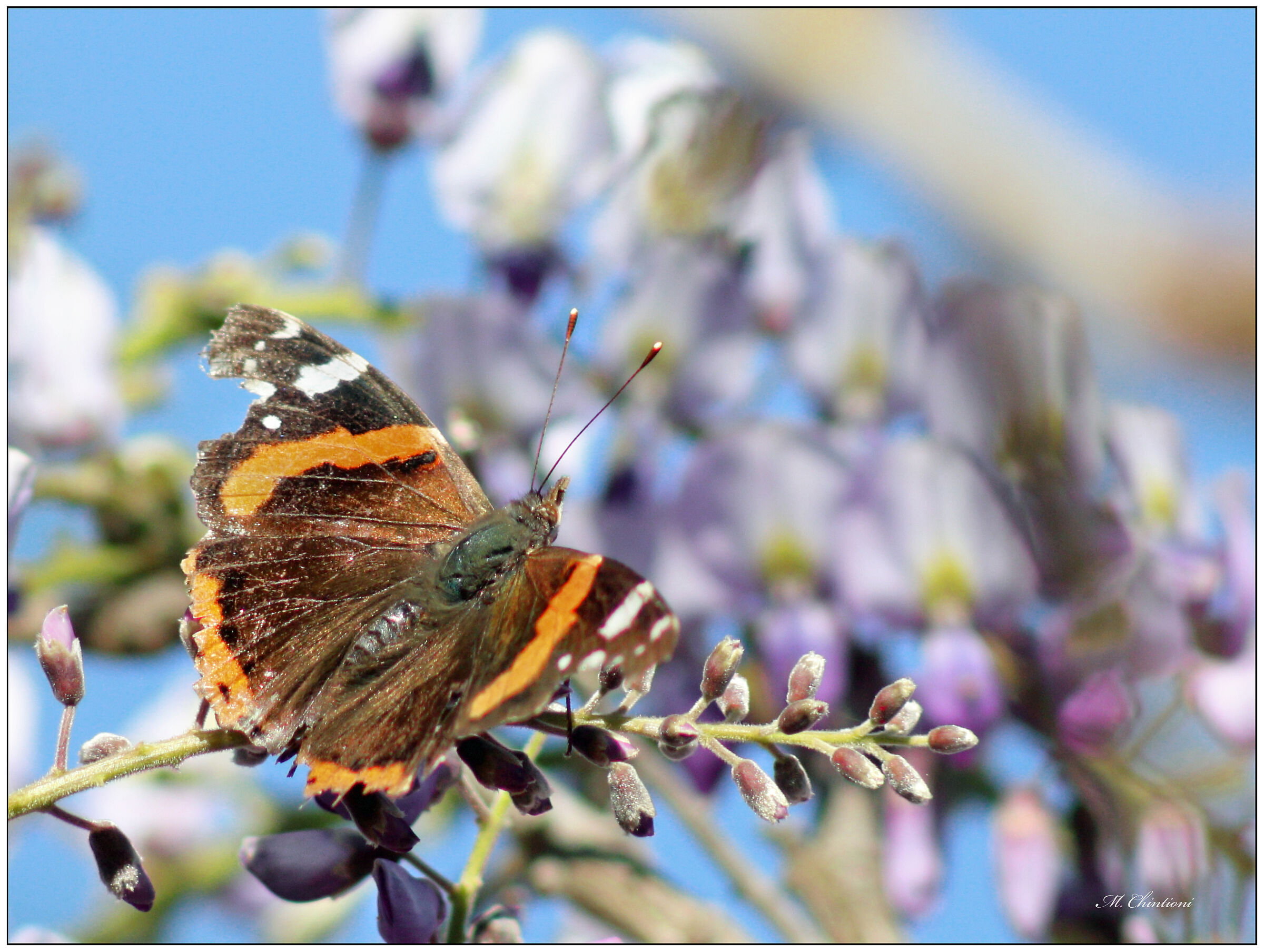 Vanessa Atalanta su Glicine