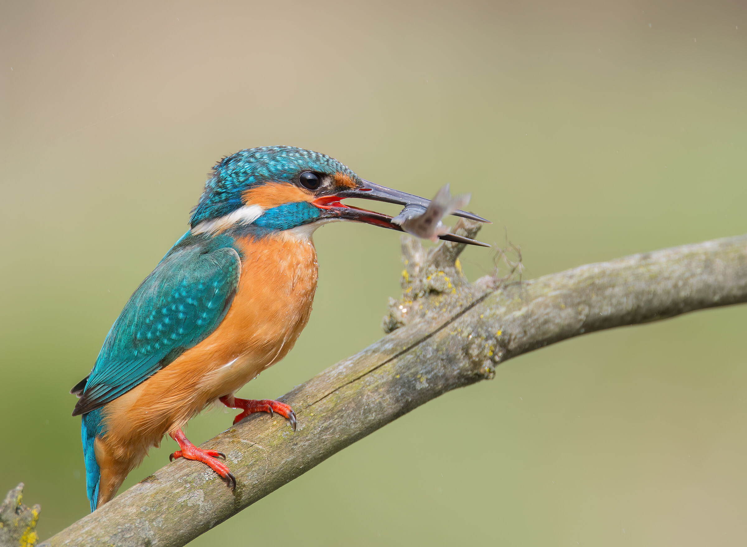 Martin Pescatore con preda