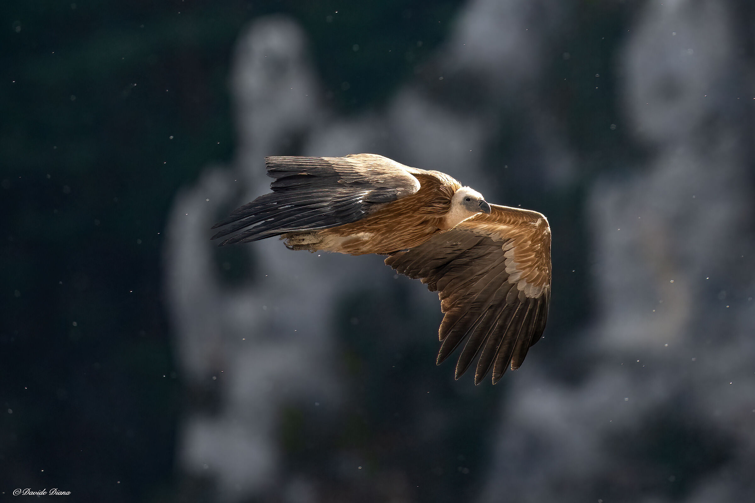 Griffon vulture - Gorges du Verdon