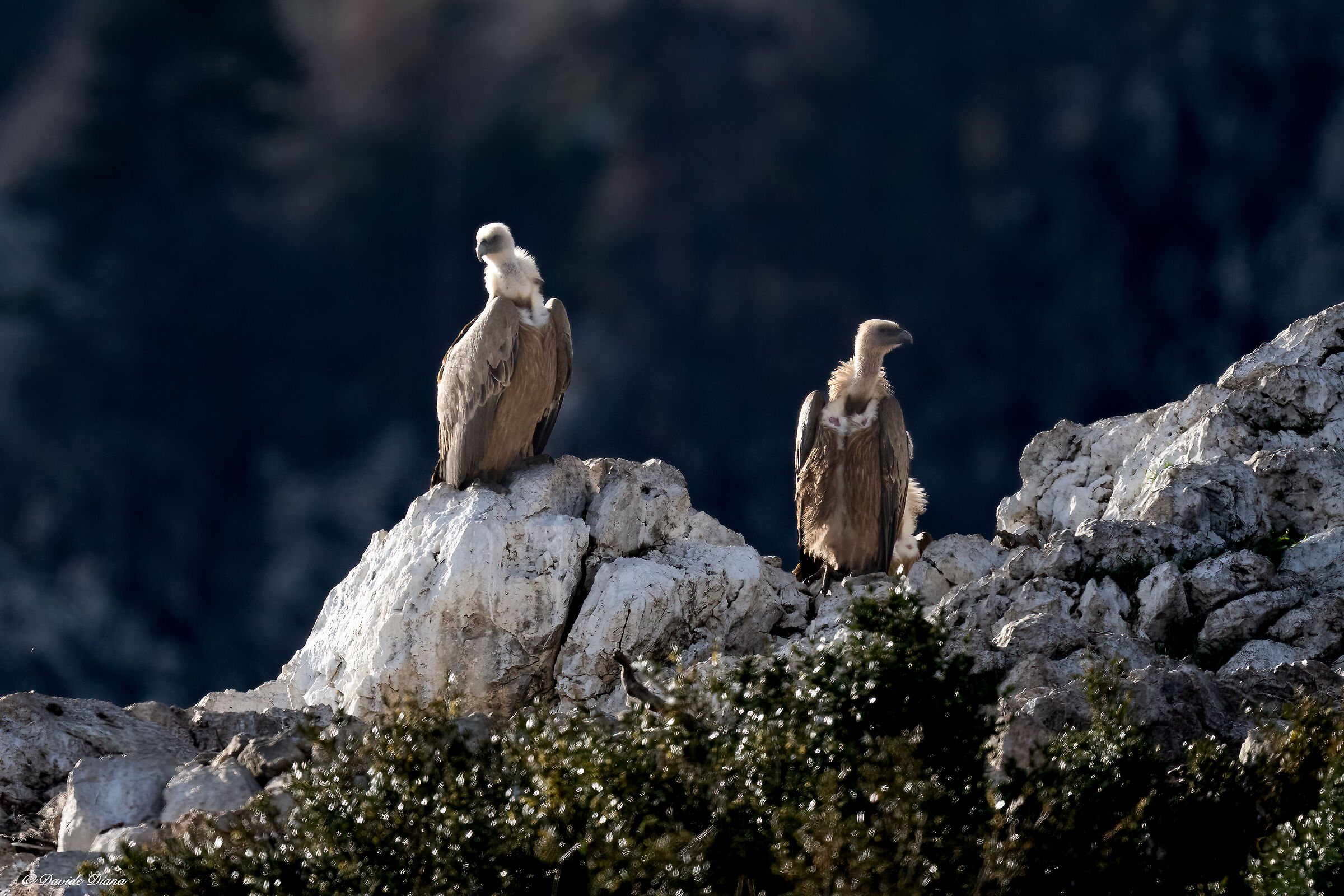 Griffon vulture - Gorges du Verdon