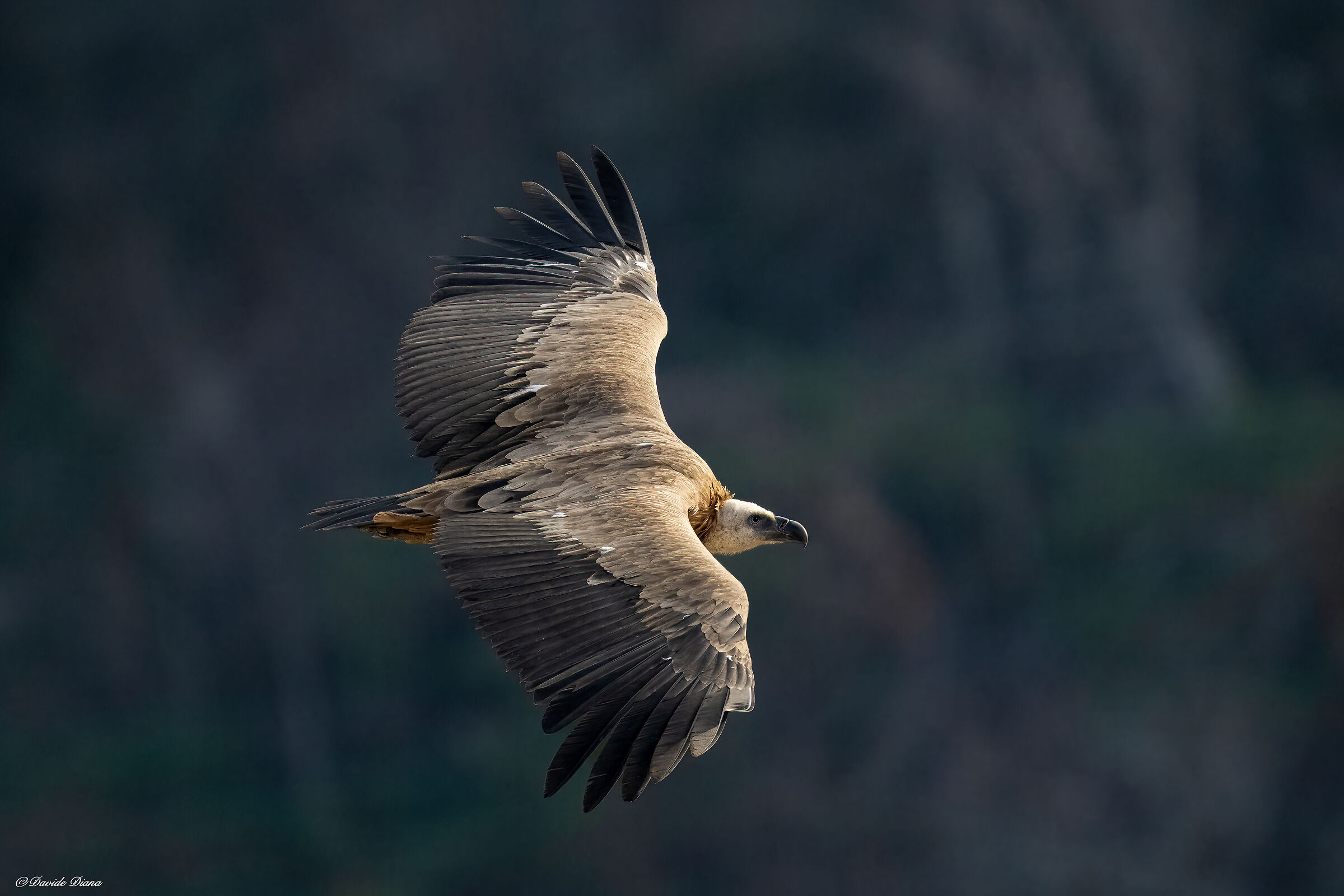 Griffon vulture - Gorges du Verdon
