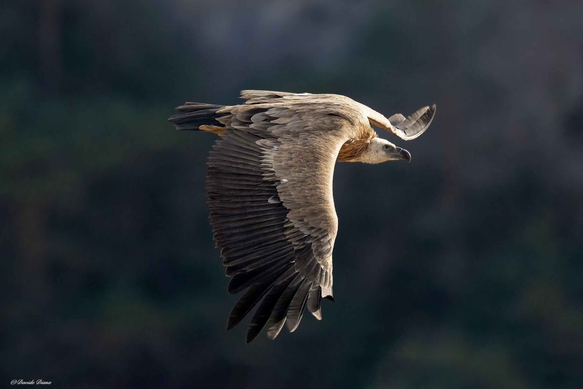 Griffon vulture - Gorges du Verdon