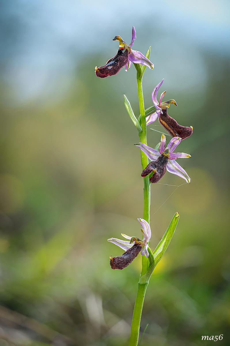 Ophrys Bertolonii